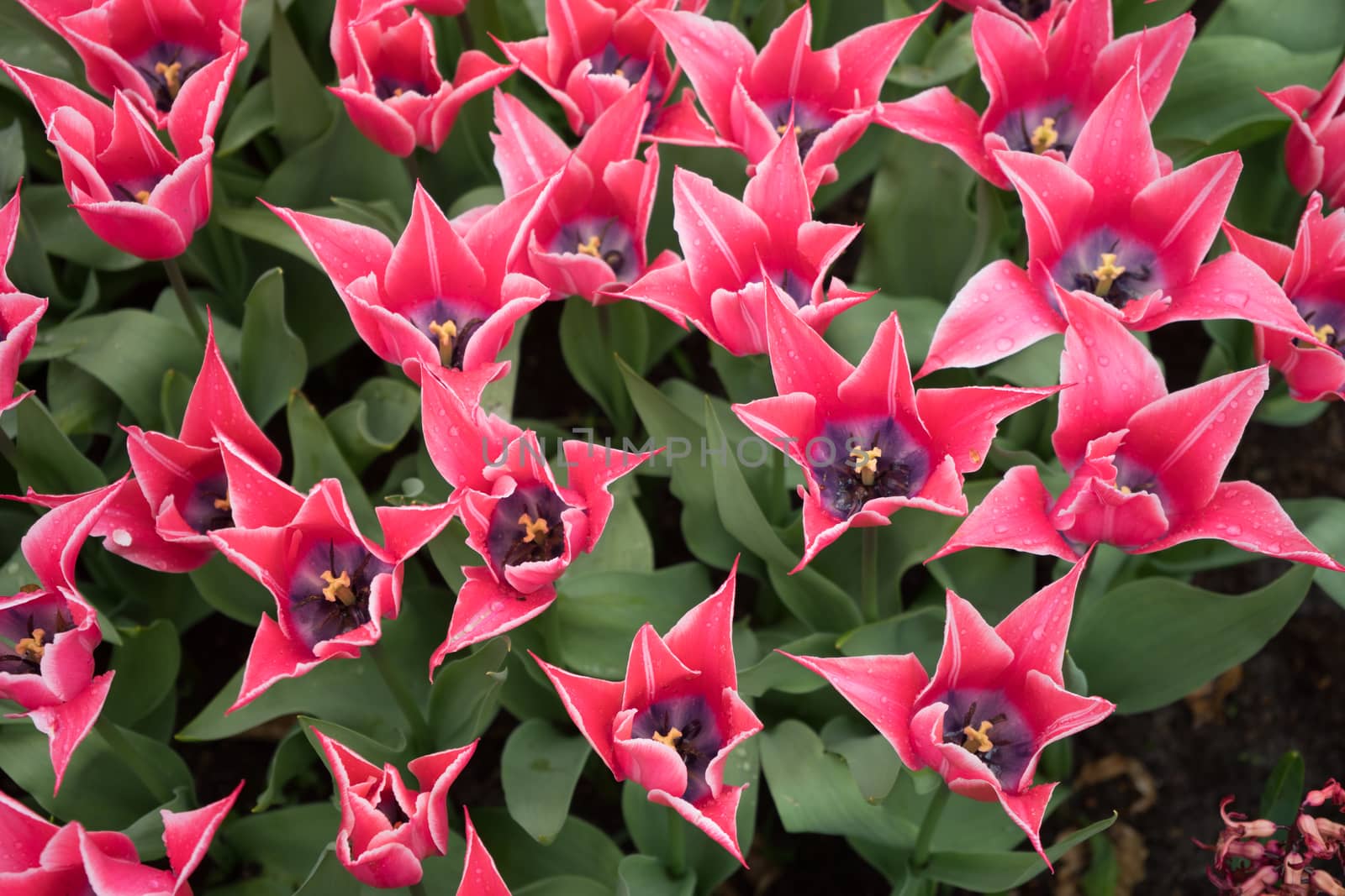 Beautiful colourful tulip flowers with beautiful background on a spring day