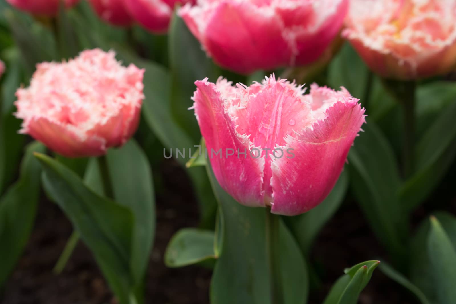 Beautiful colourful tulip flowers with beautiful background on a spring day