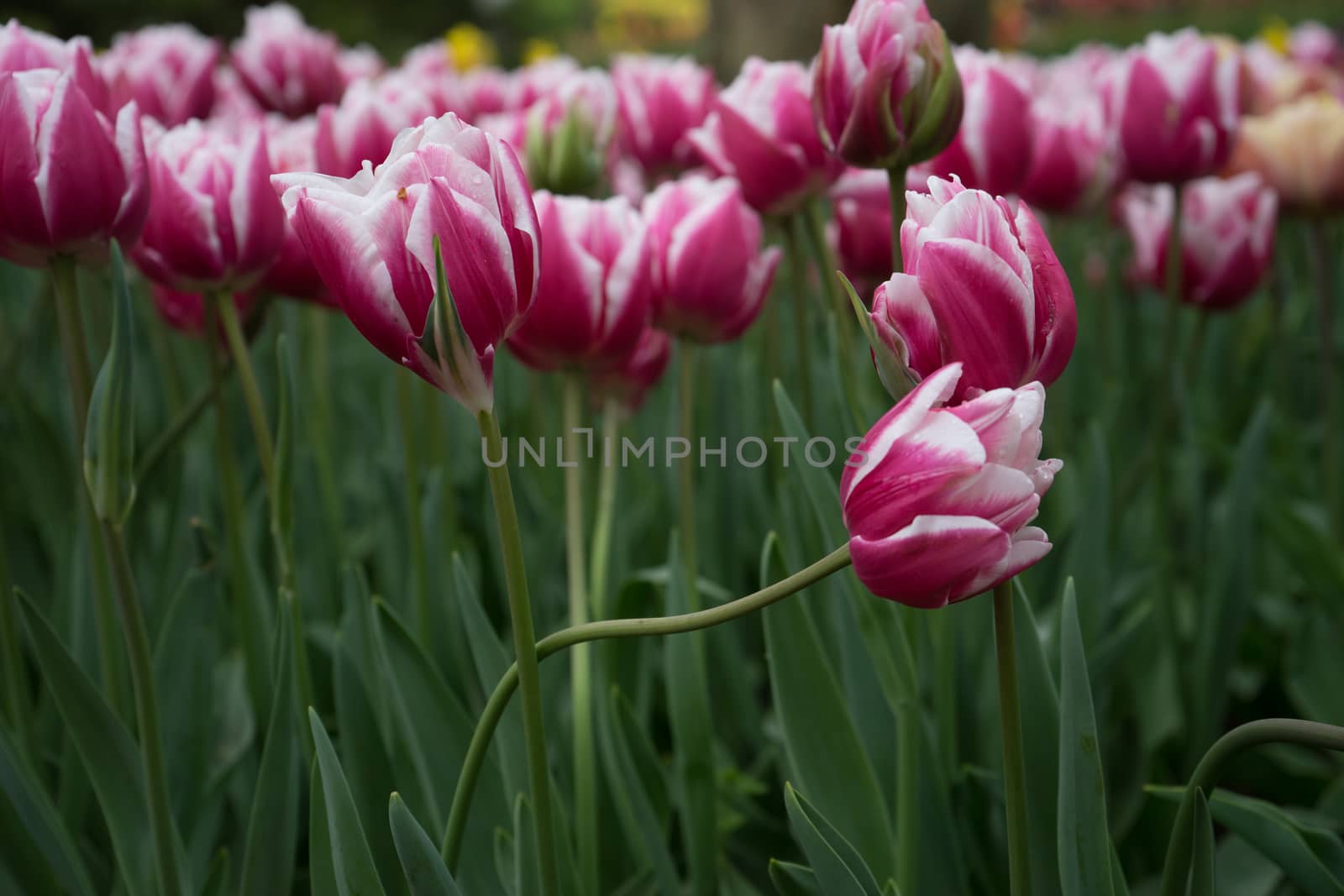 Beautiful colourful tulip flowers with beautiful background on a spring day