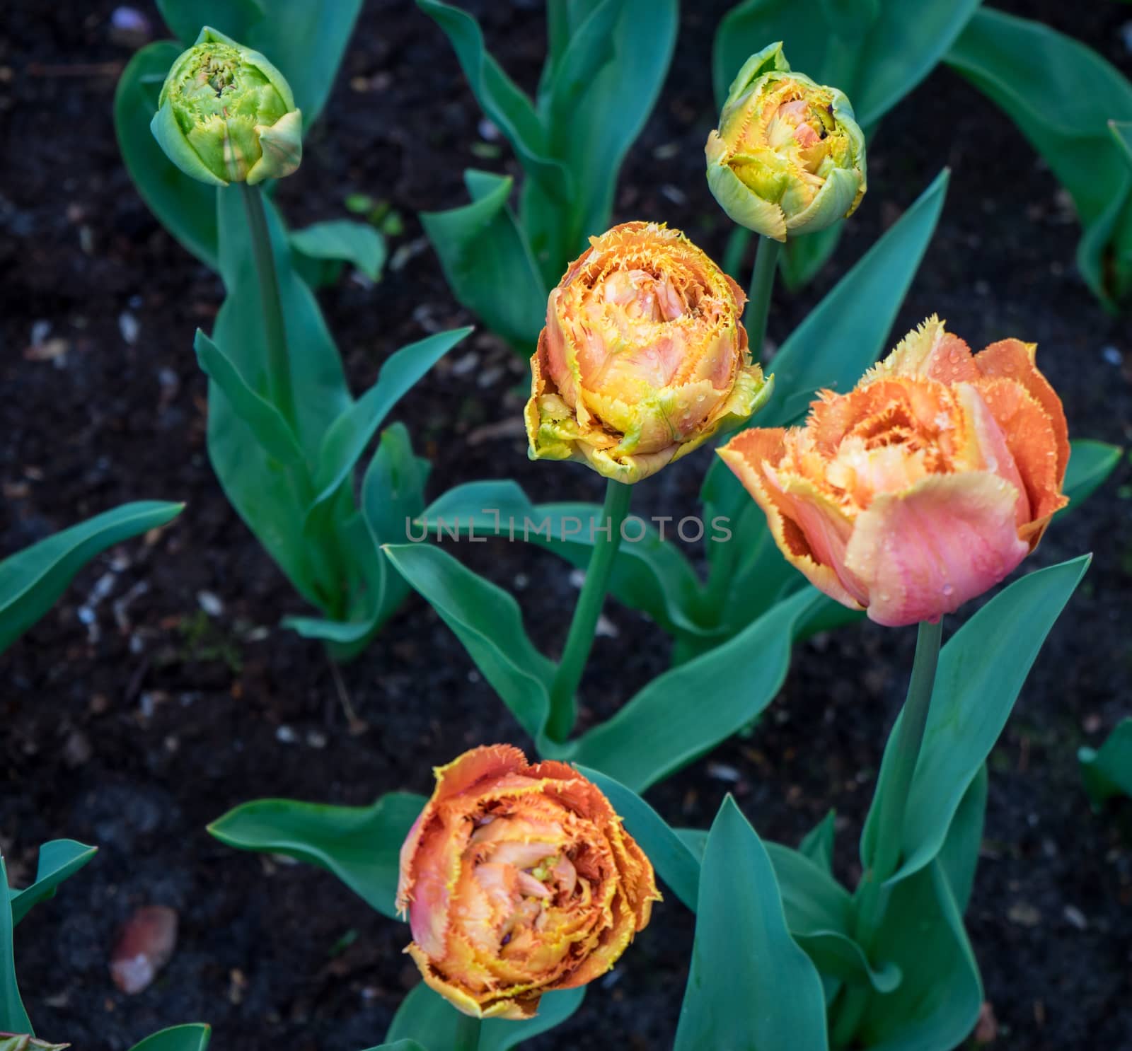 Beautiful colourful tulip flowers with beautiful background on a spring day