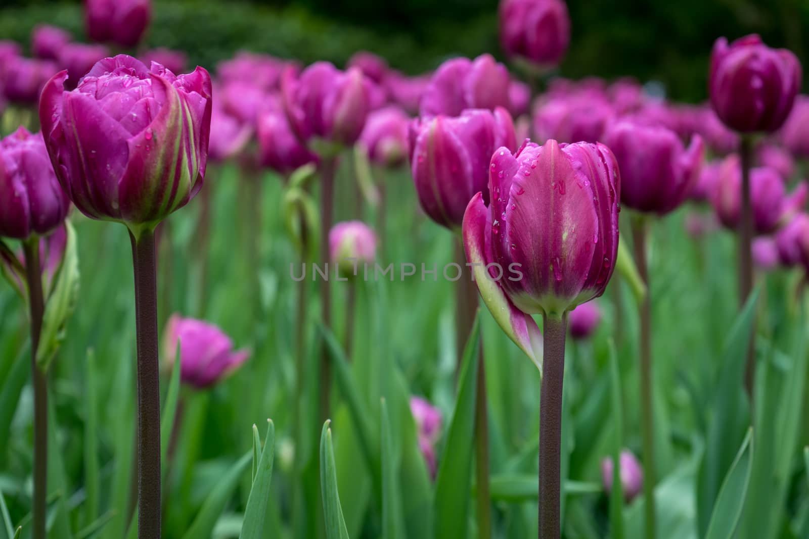 Beautiful colourful tulip flowers with beautiful background on a spring day