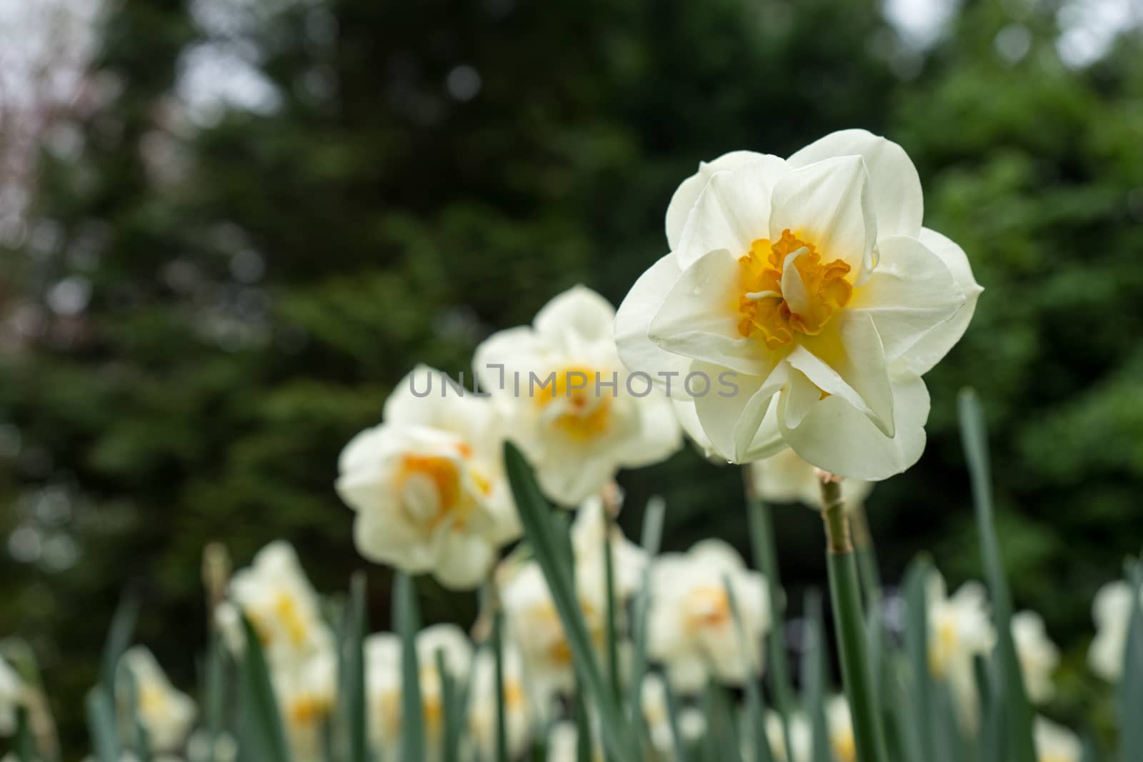 Beautiful colourful tulip flowers with beautiful background on a spring day