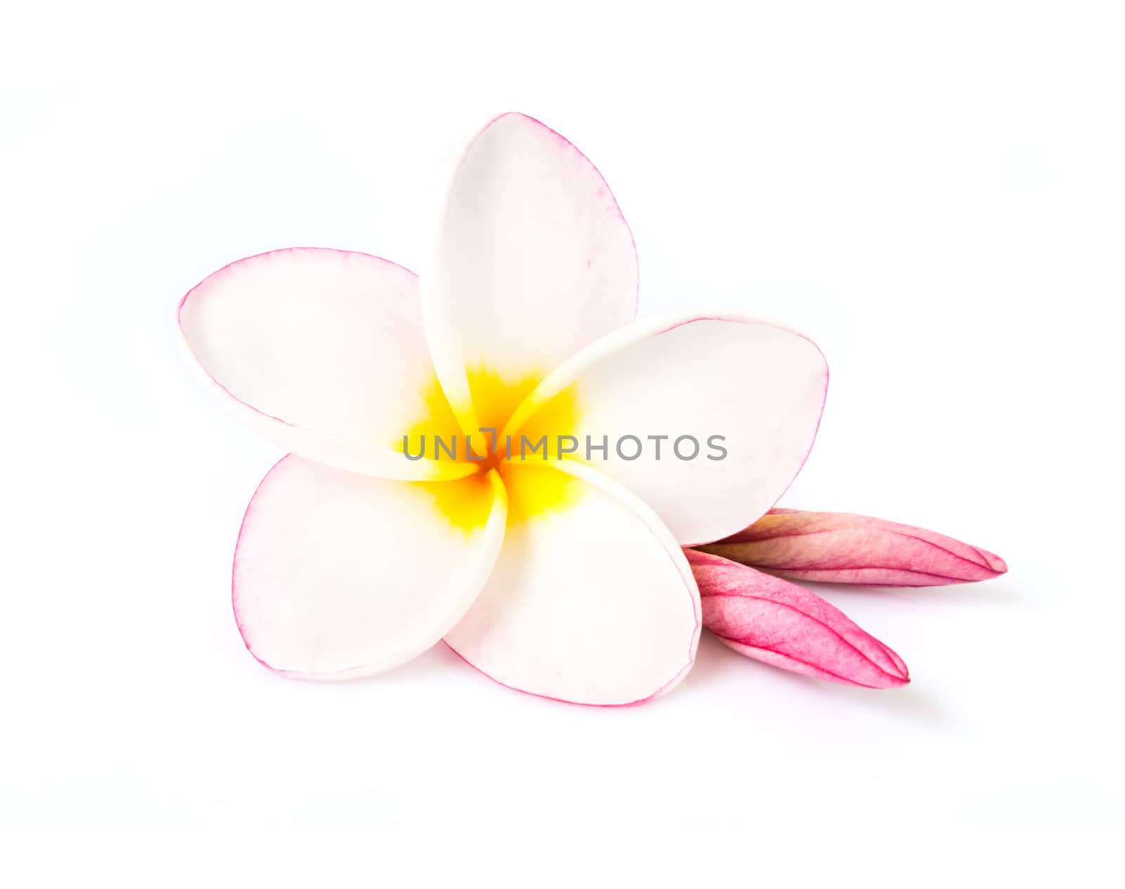 Sweet pink plumeria on white blackground