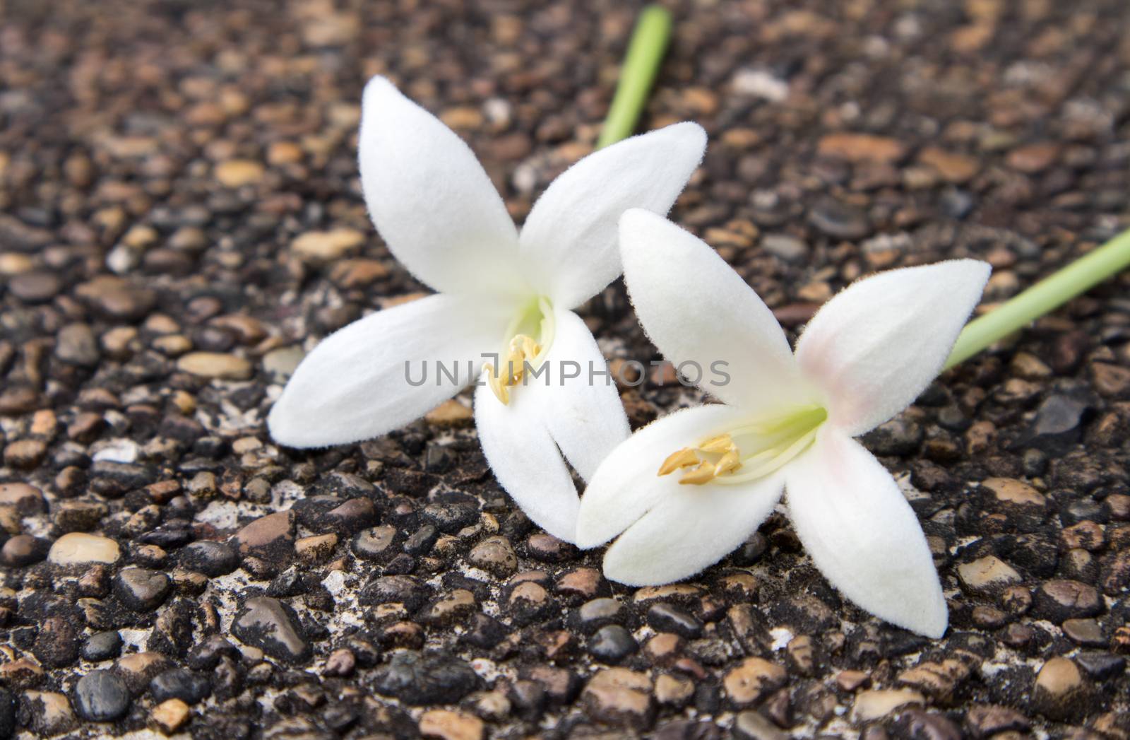 White Indian Cork flower on concrete floor, selective focus by pt.pongsak@gmail.com