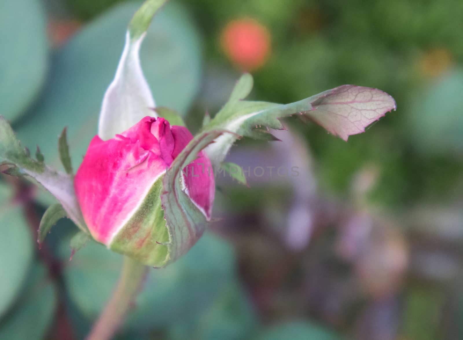 Closeup beautiful young red rose in garden, selective focus and blur concept