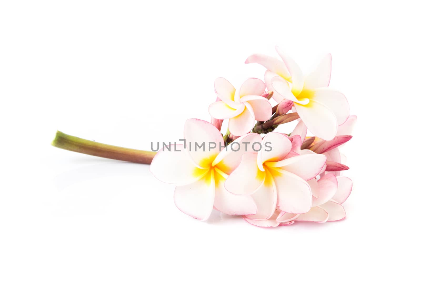 Sweet pink plumeria inflorescence on white background by pt.pongsak@gmail.com