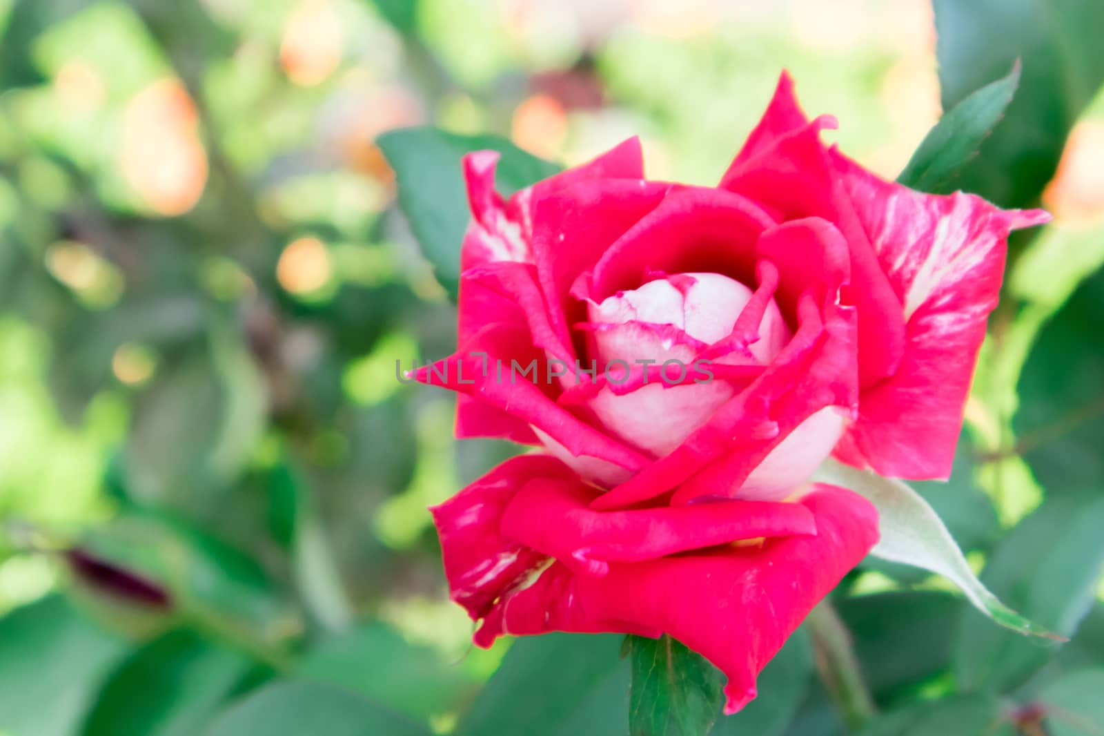 Closeup beautiful red rose in garden, selective focus