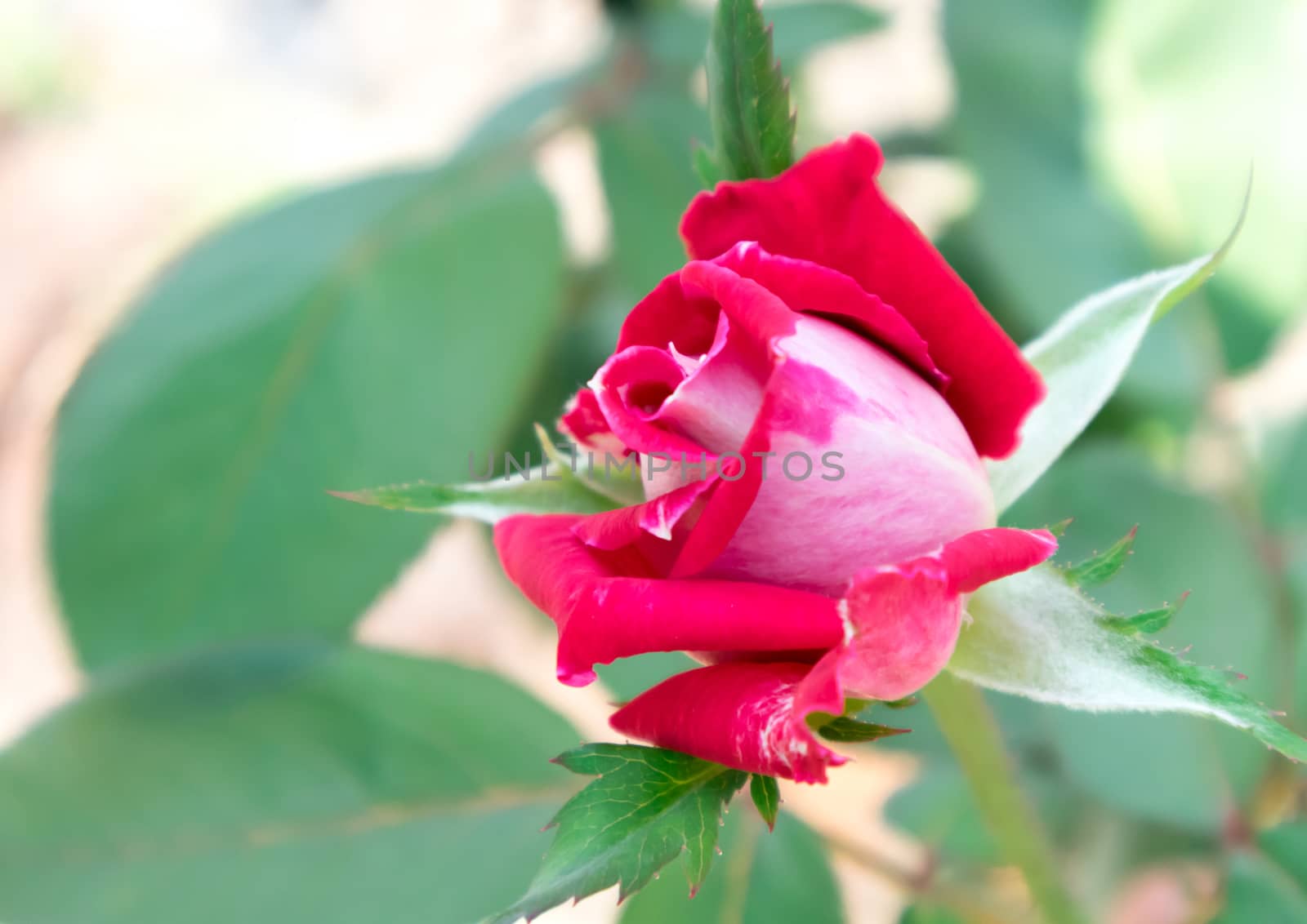 Closeup beautiful young red rose in garden, selective focus