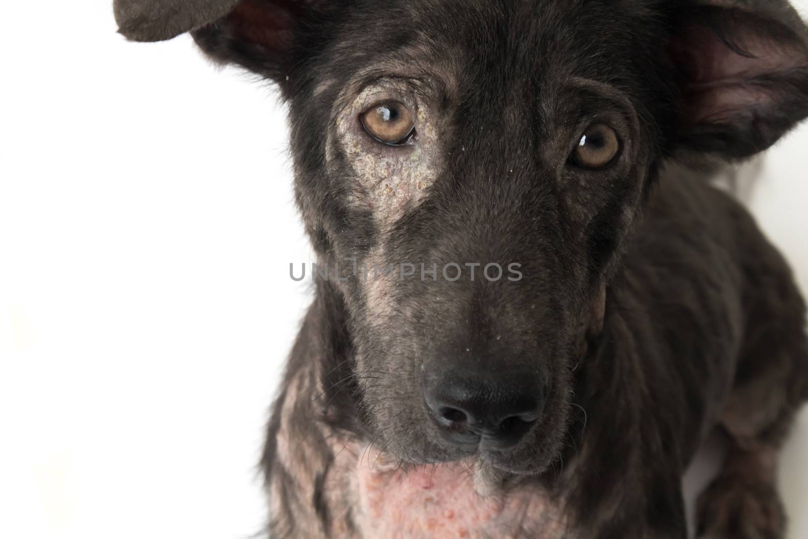 Closeup face of dog sick leprosy skin problem with white background