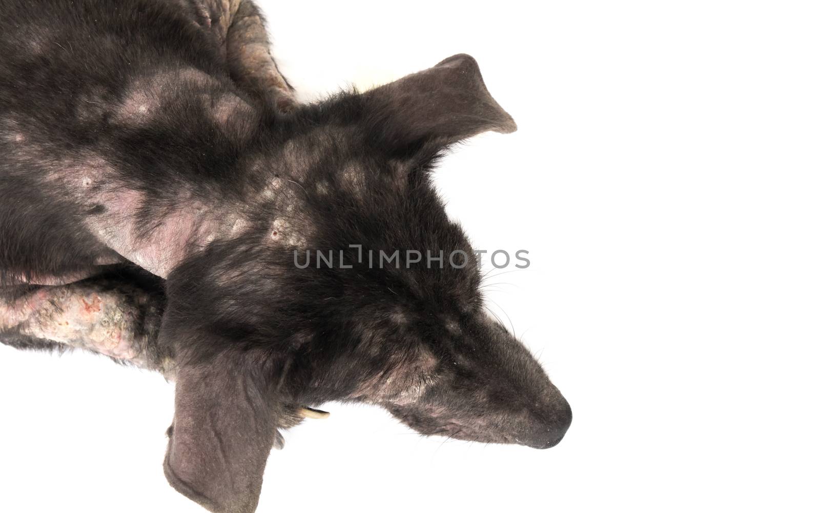Closeup top view dog sick leprosy skin problem with white background