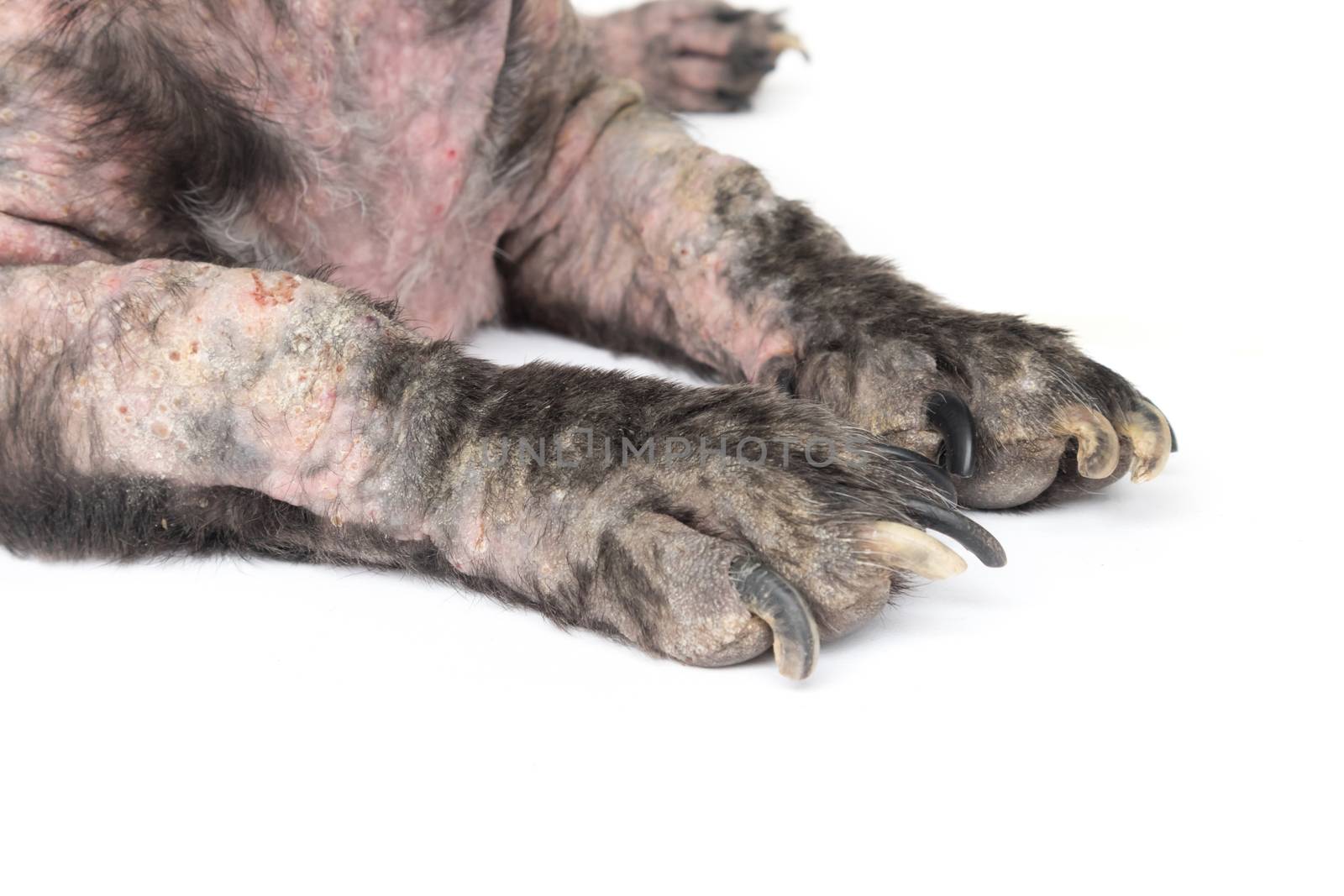Closeup legs of dog sick leprosy skin problem with white backgro by pt.pongsak@gmail.com