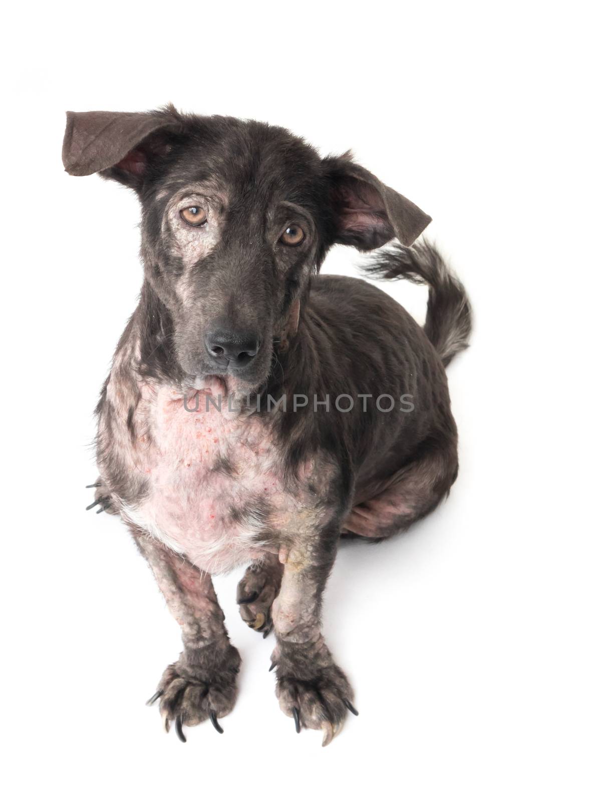 Dog sick leprosy skin problem with white background by pt.pongsak@gmail.com