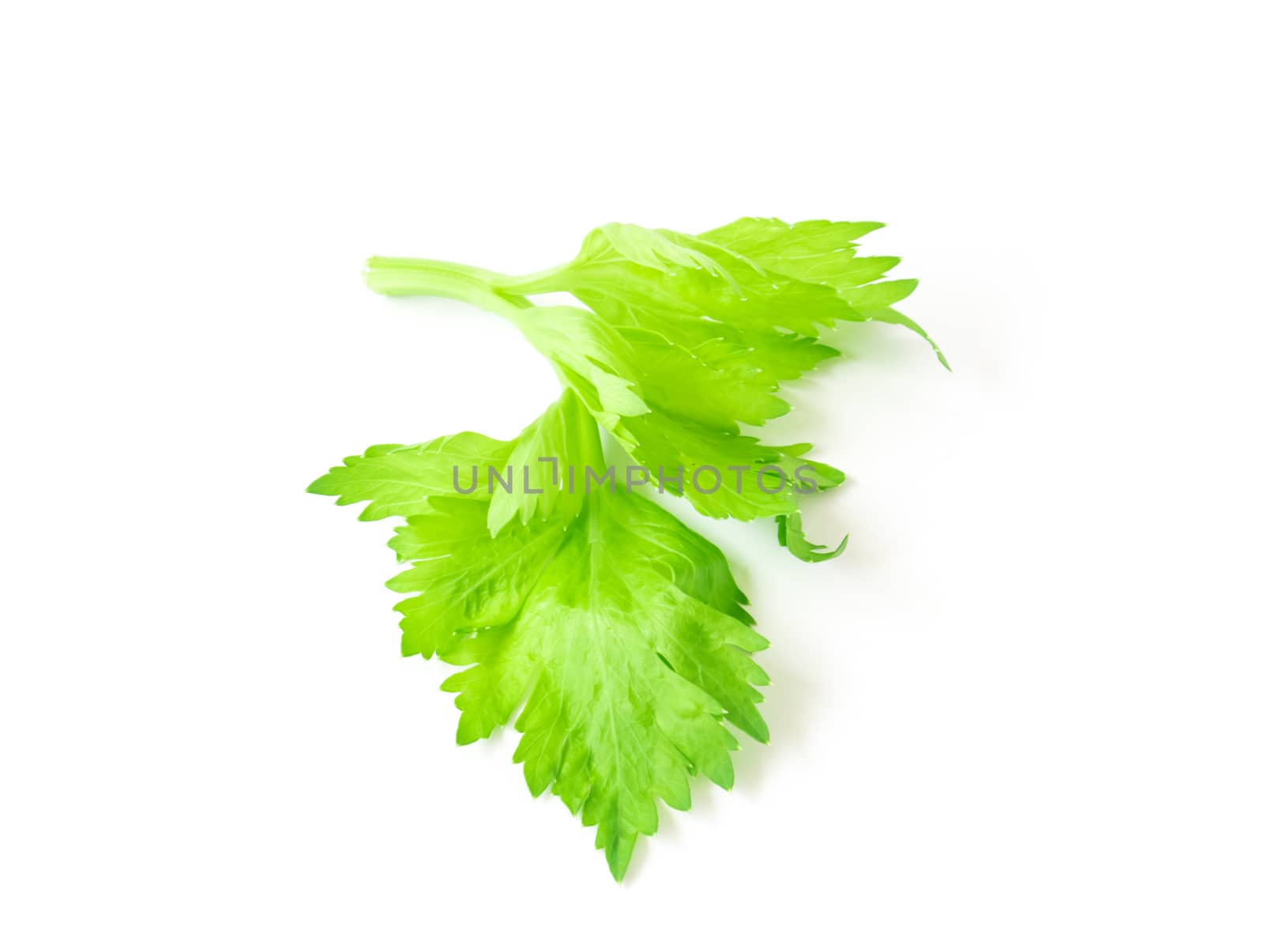 Fresh celery leaf vegetable on white background, healthy food concept