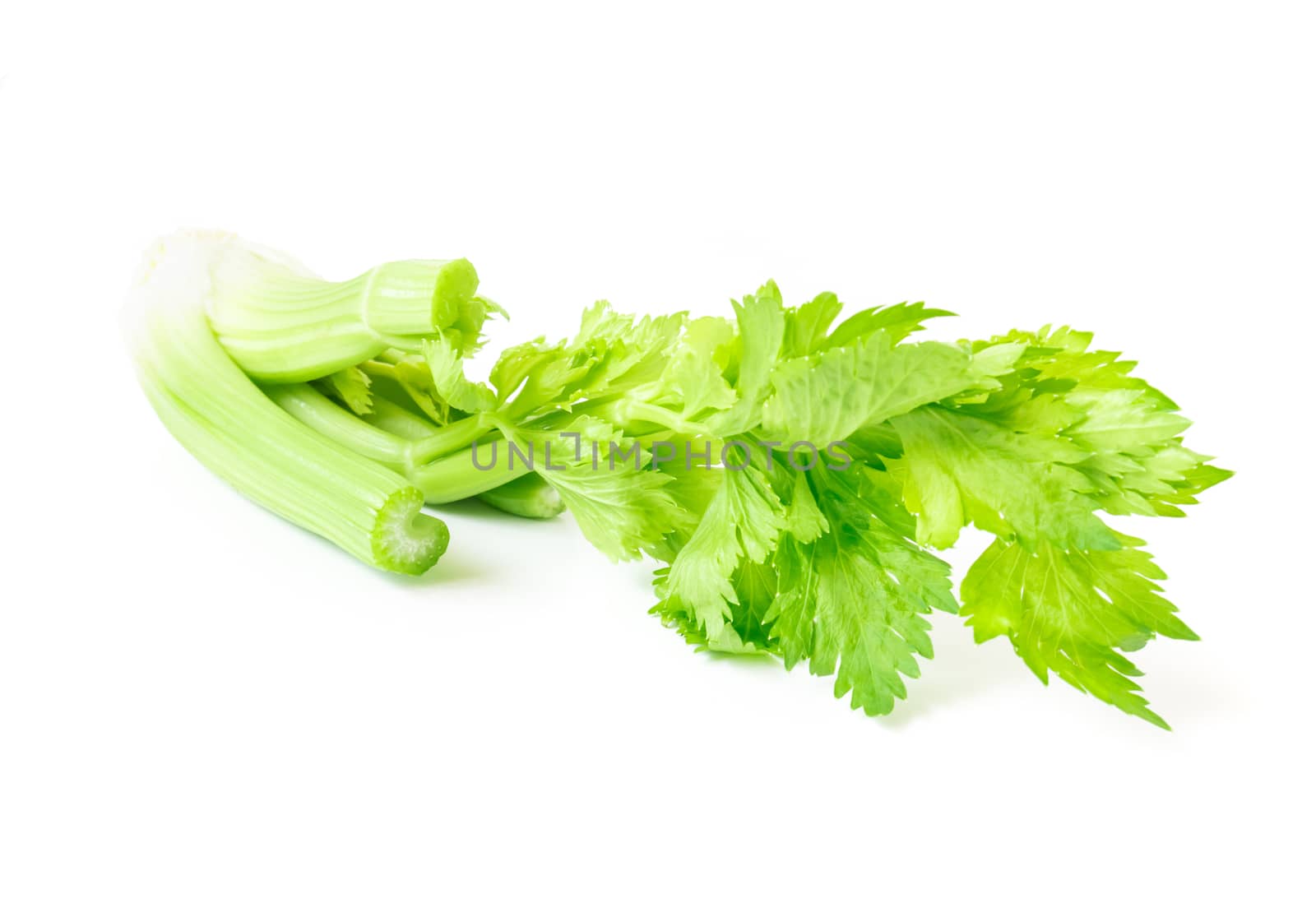 Fresh celery vegetable on white background, healthy food concept