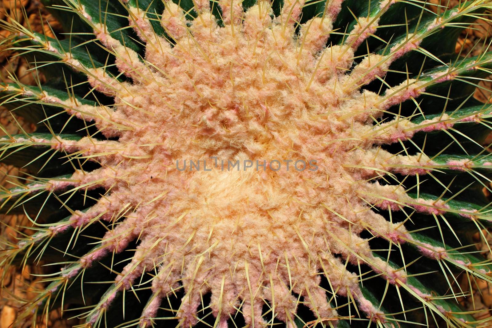 Nature background and texture concept : Close up top view of golden ball cactus