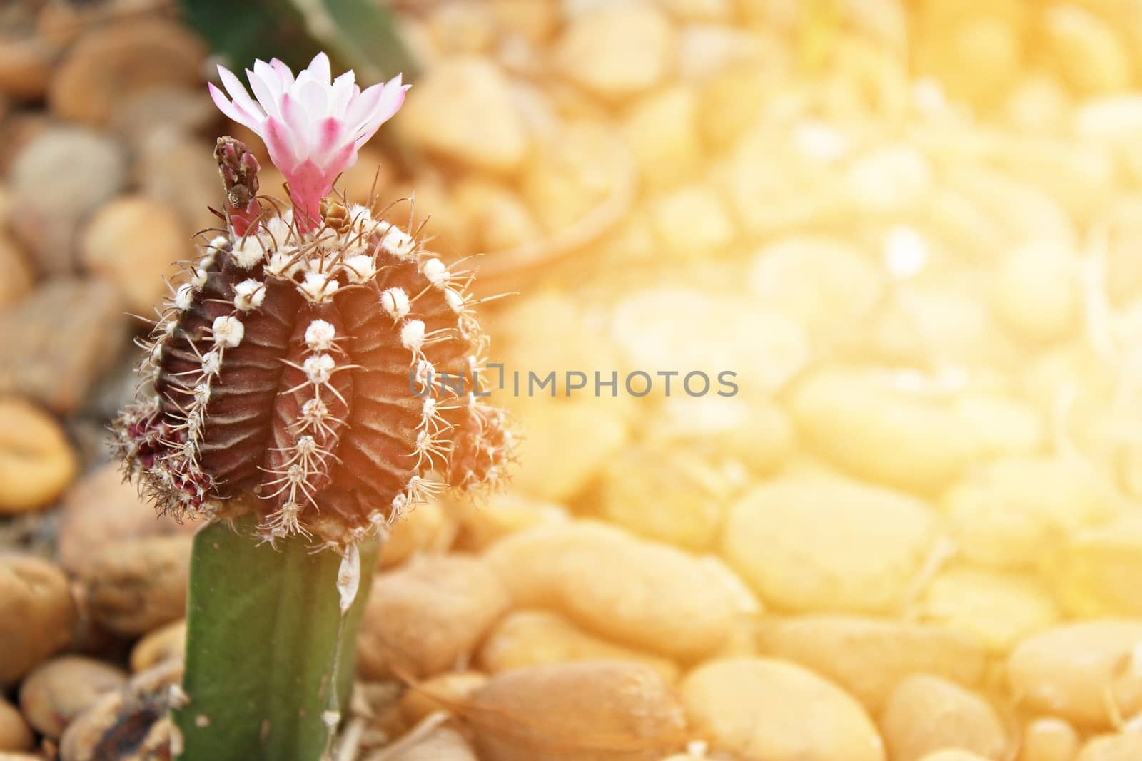 Nature background concept : Small cactus blooming flower in cactus garden