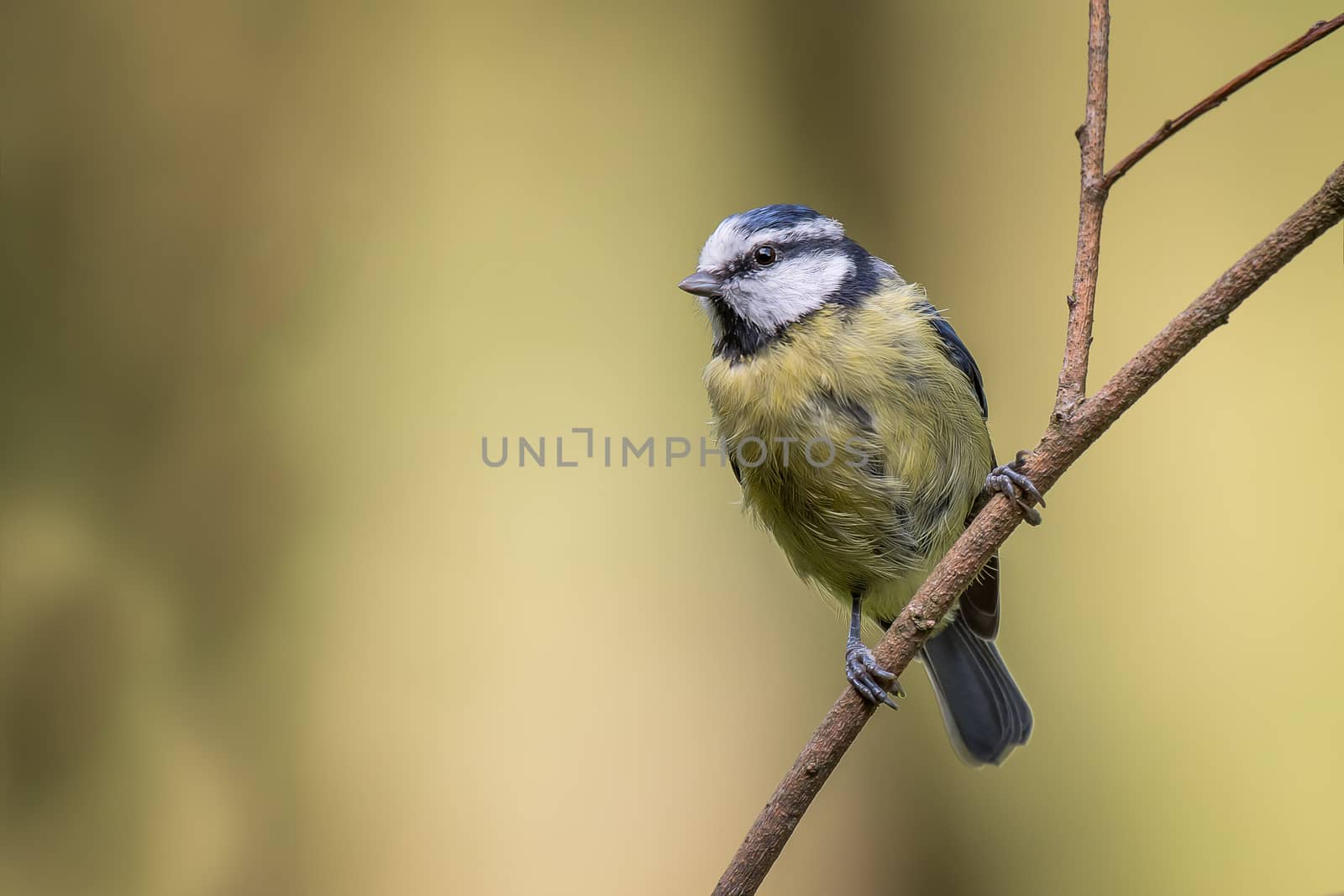 close up portrait of a juvenile blue tit perched on a thin branch and looking to the left complete with copy space for text