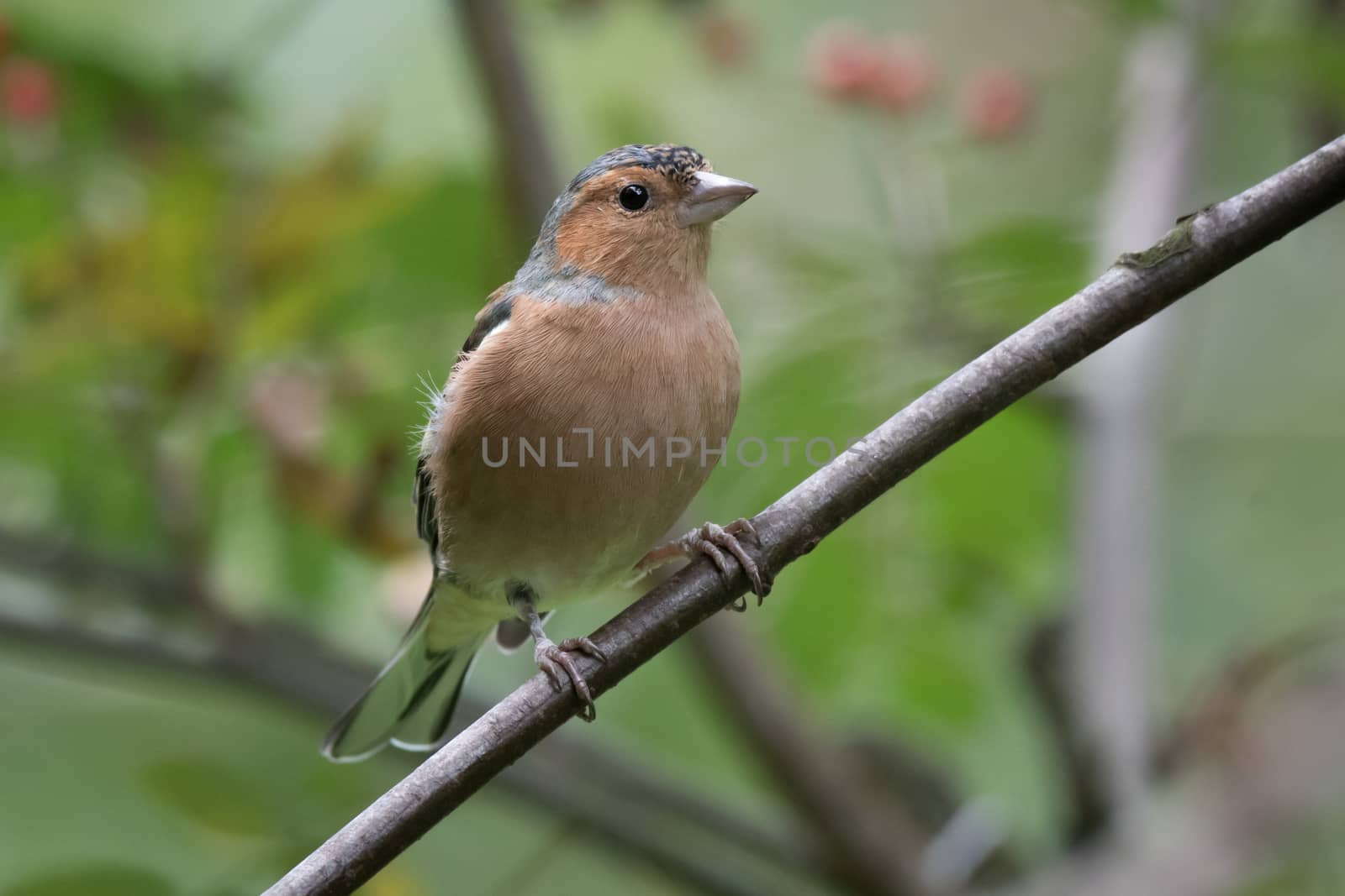 Perched male chaffinch by alan_tunnicliffe