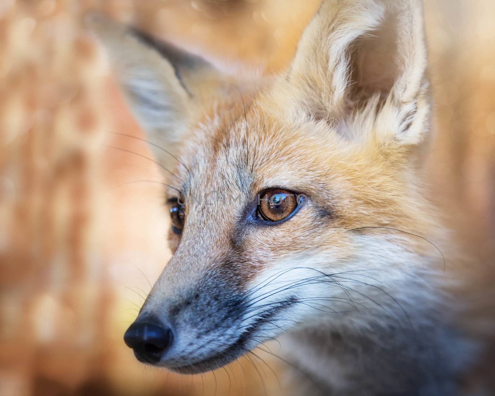 Kit Fox Portrait by backyard_photography