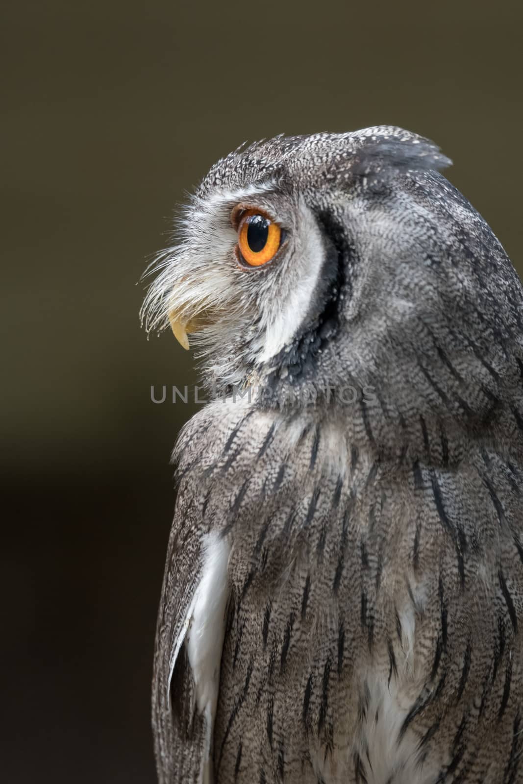 Indian scops owl by alan_tunnicliffe