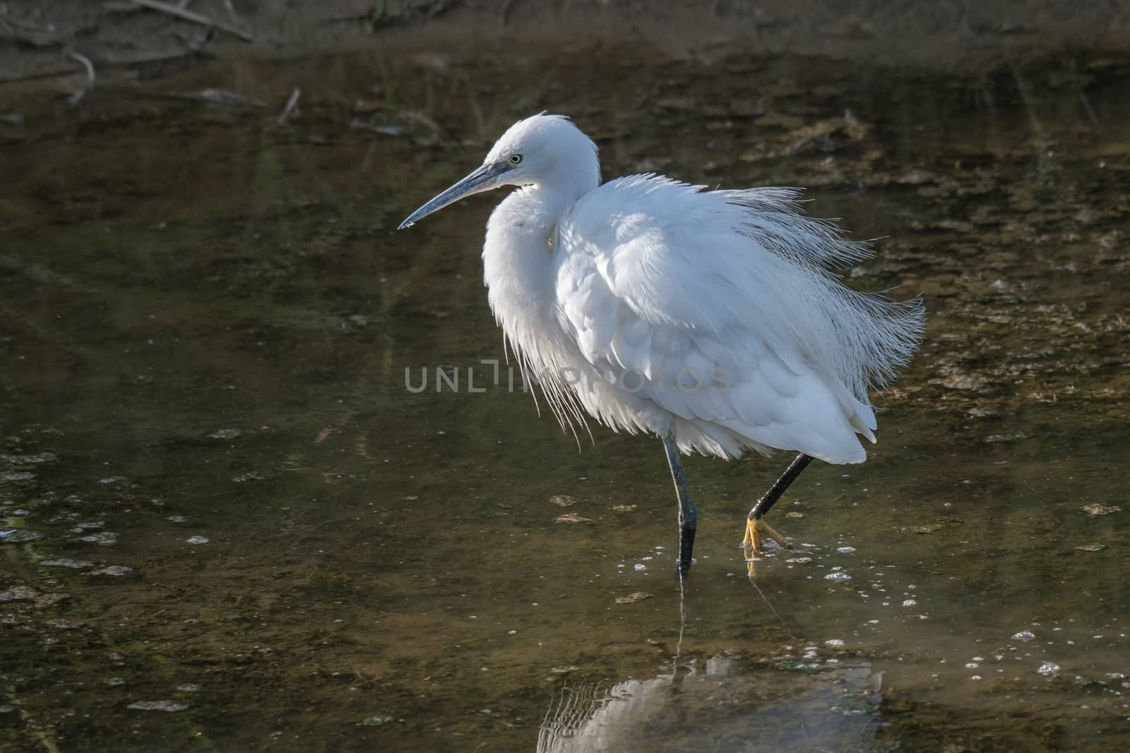 Detailed photograph of a little egret standing in a pool alert and looking for a meal