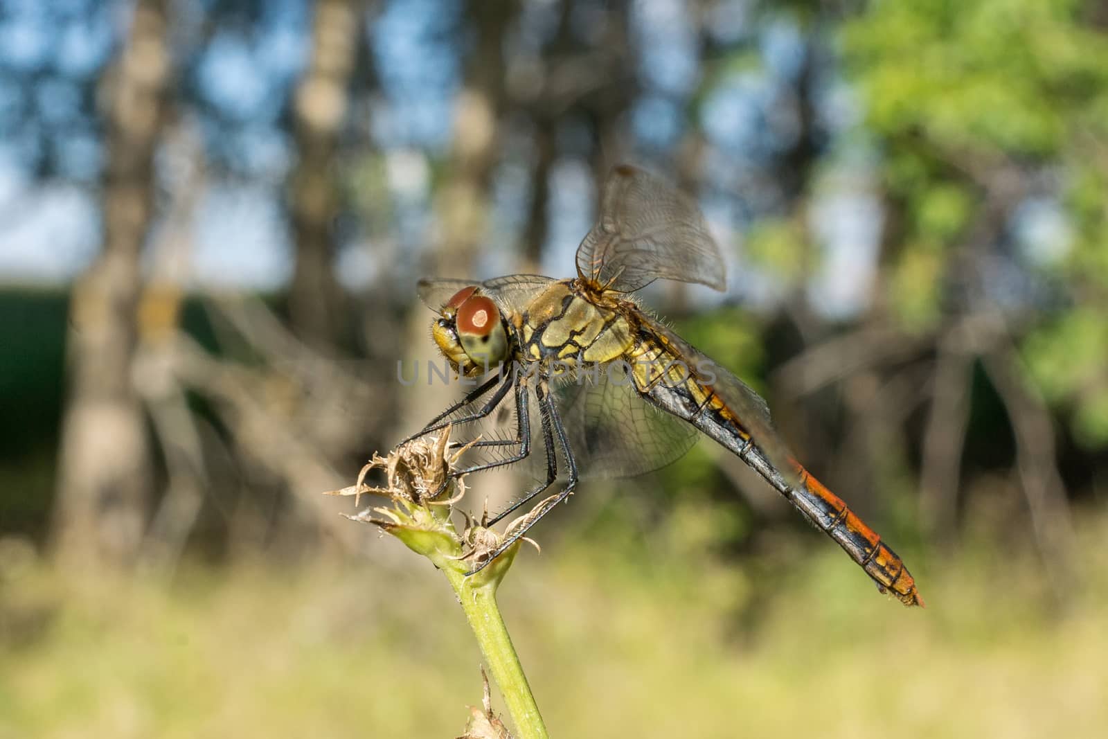 dragonfly on the grass by AlexBush