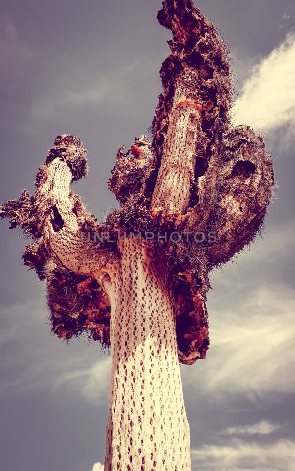 dry giant cactus detail in the Tilcara quebrada, Argentina