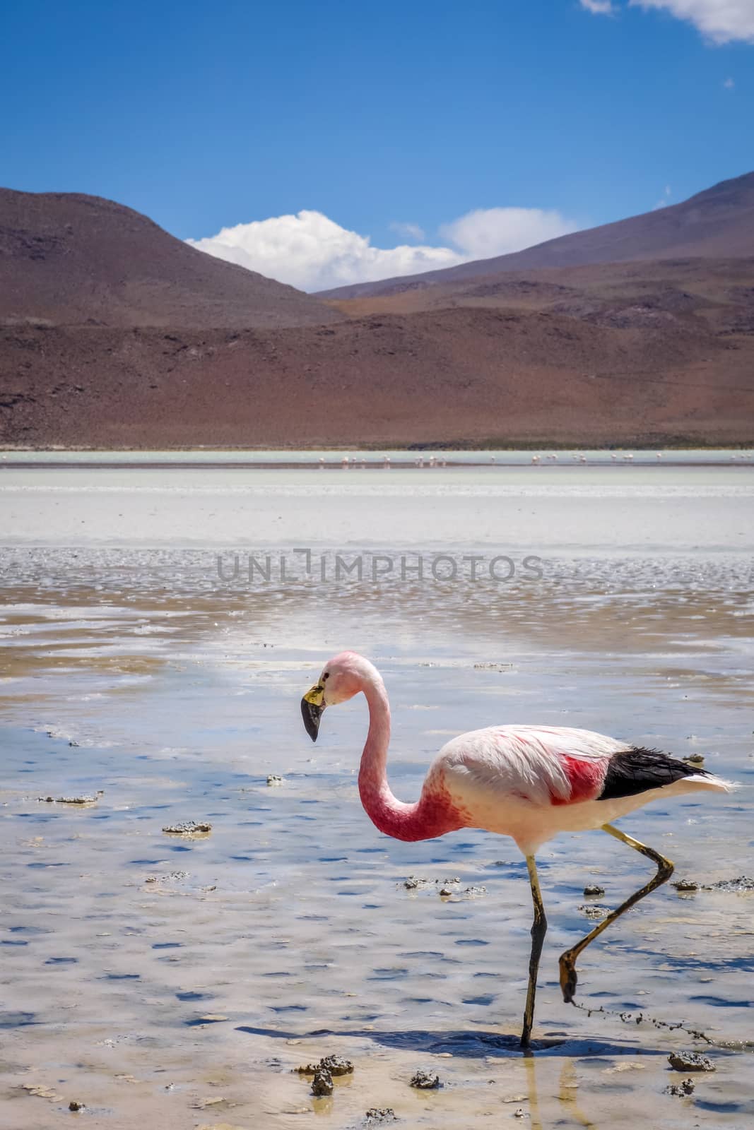 Pink flamingos in laguna Honda, sud Lipez altiplano reserva Eduardo Avaroa, Bolivia
