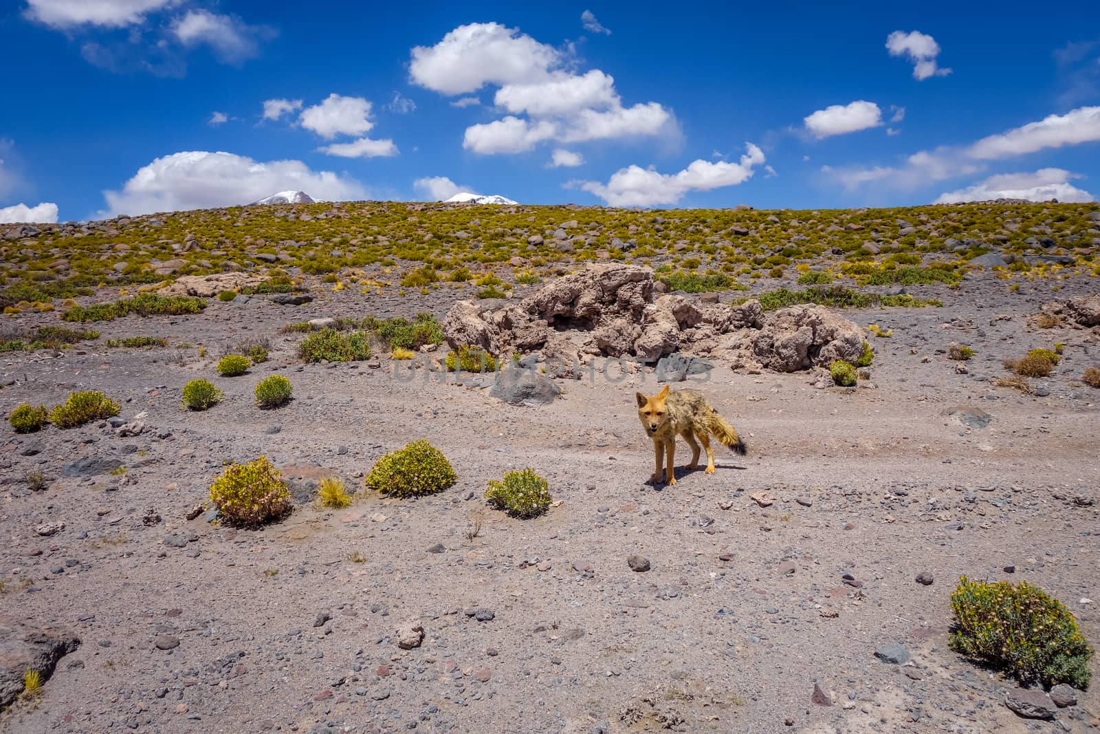 Red fox in Altiplano desert, sud Lipez reserva, Bolivia by daboost