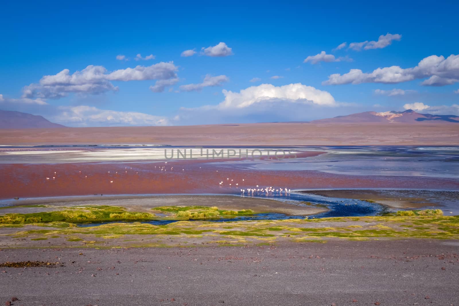 Laguna colorada in sud Lipez Altiplano reserva, Bolivia by daboost