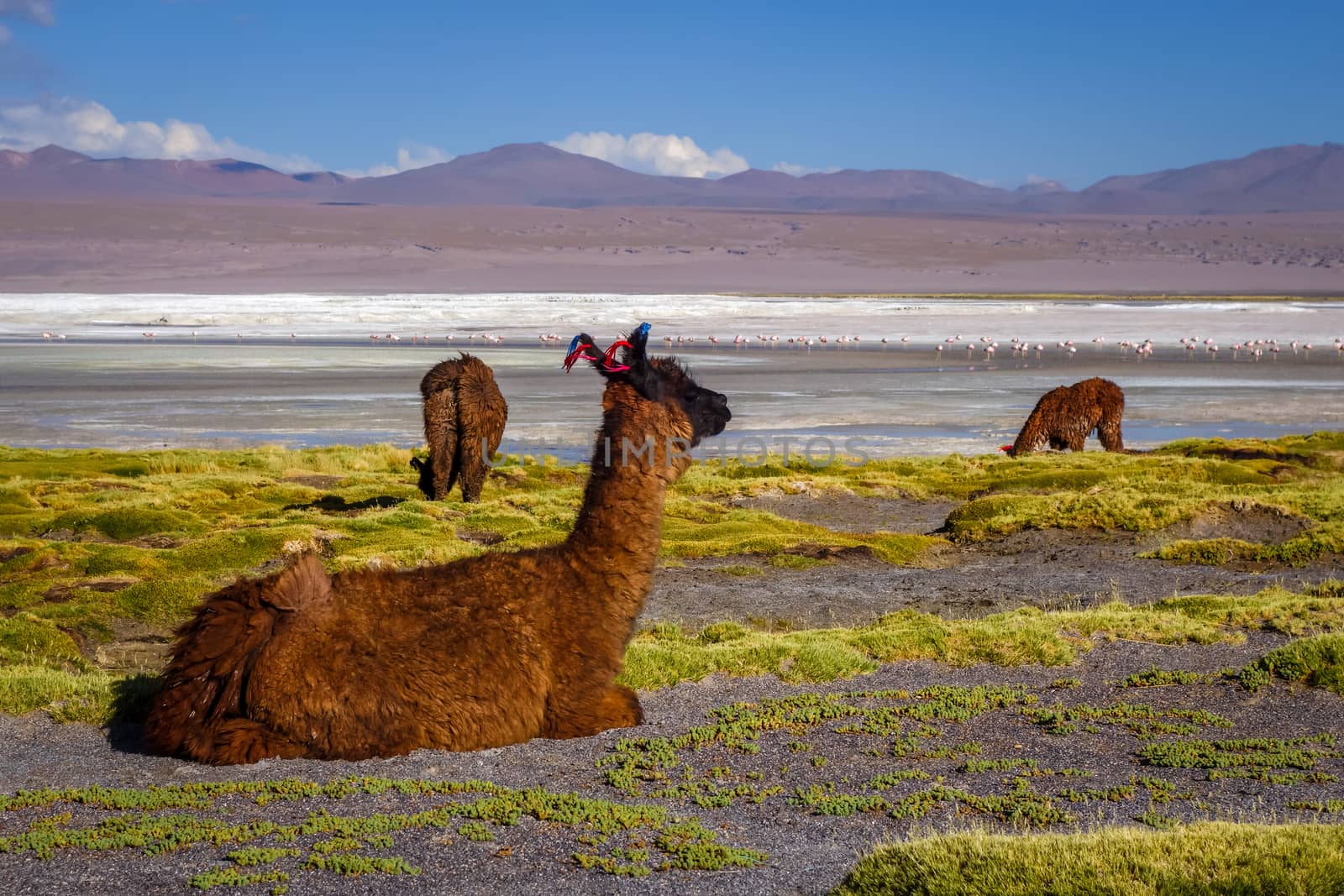 Lamas herd in Laguna colorada, sud Lipez Altiplano reserva, Boli by daboost