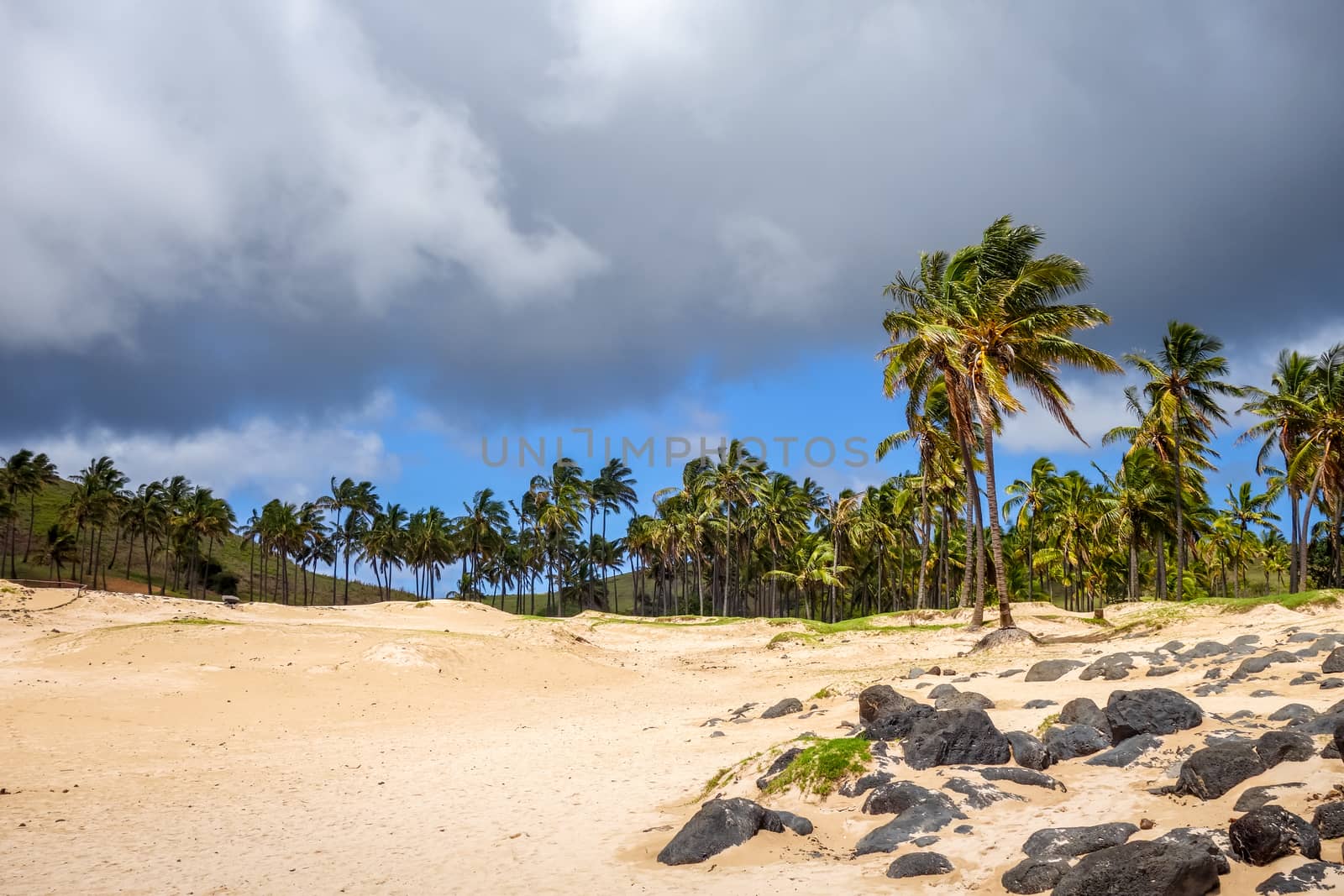 Palm trees on Anakena beach, easter island by daboost