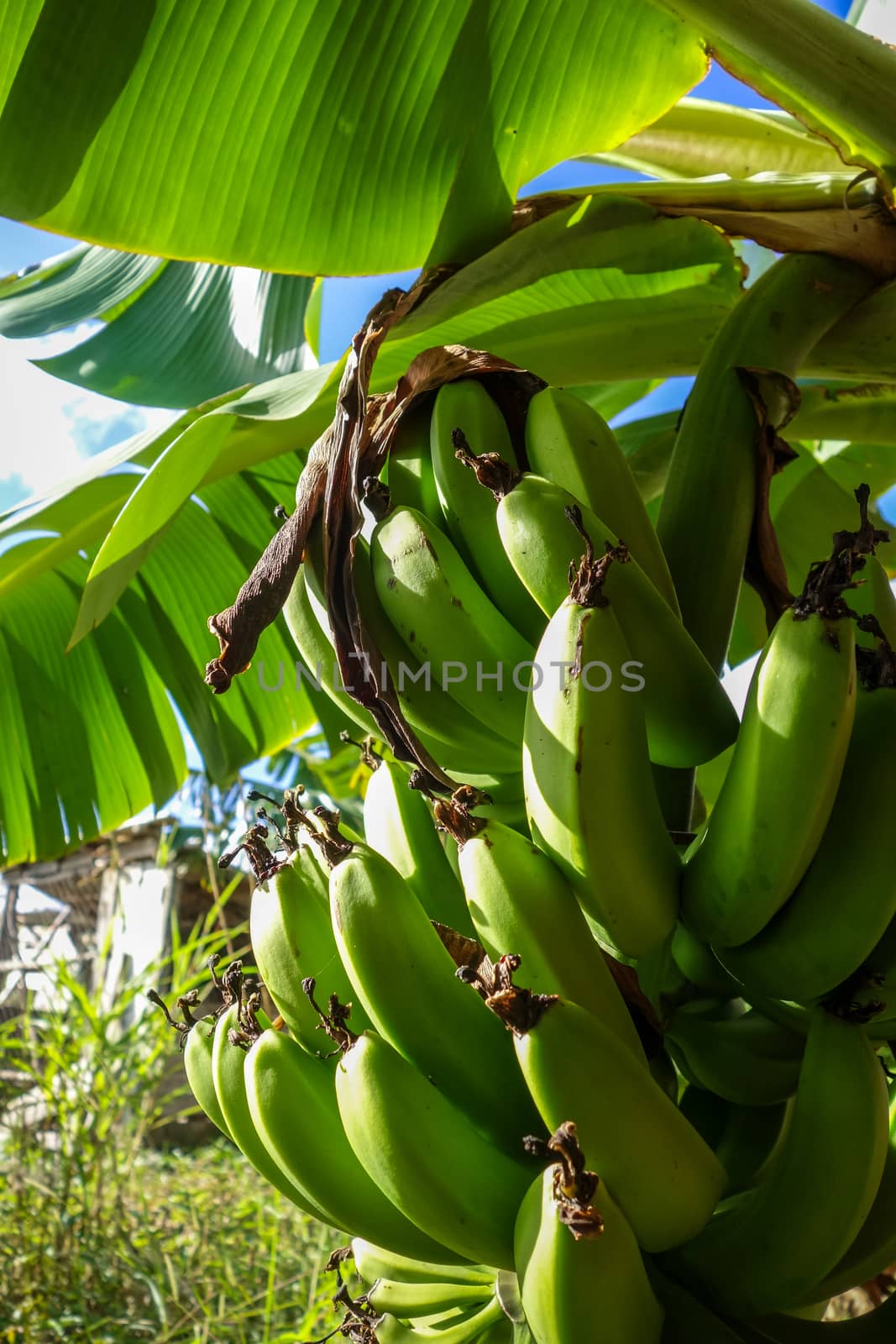 Banana tree detail in a tropical environment, easter island, Chile