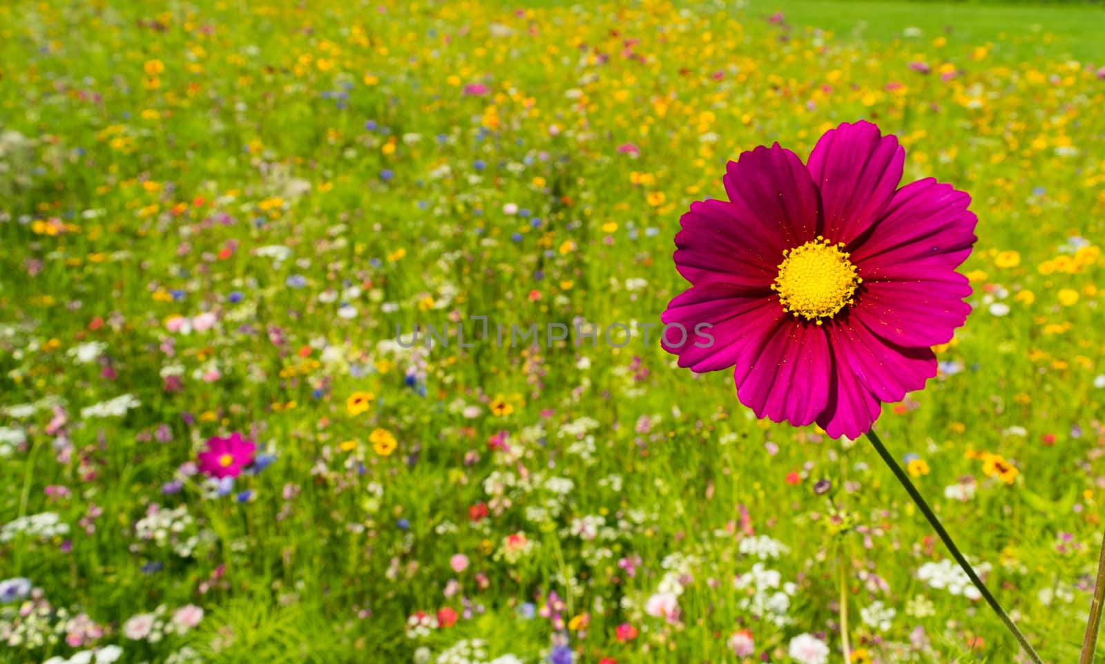 a whole field of crowded flowers in Caludon castle park, Coventry, GB