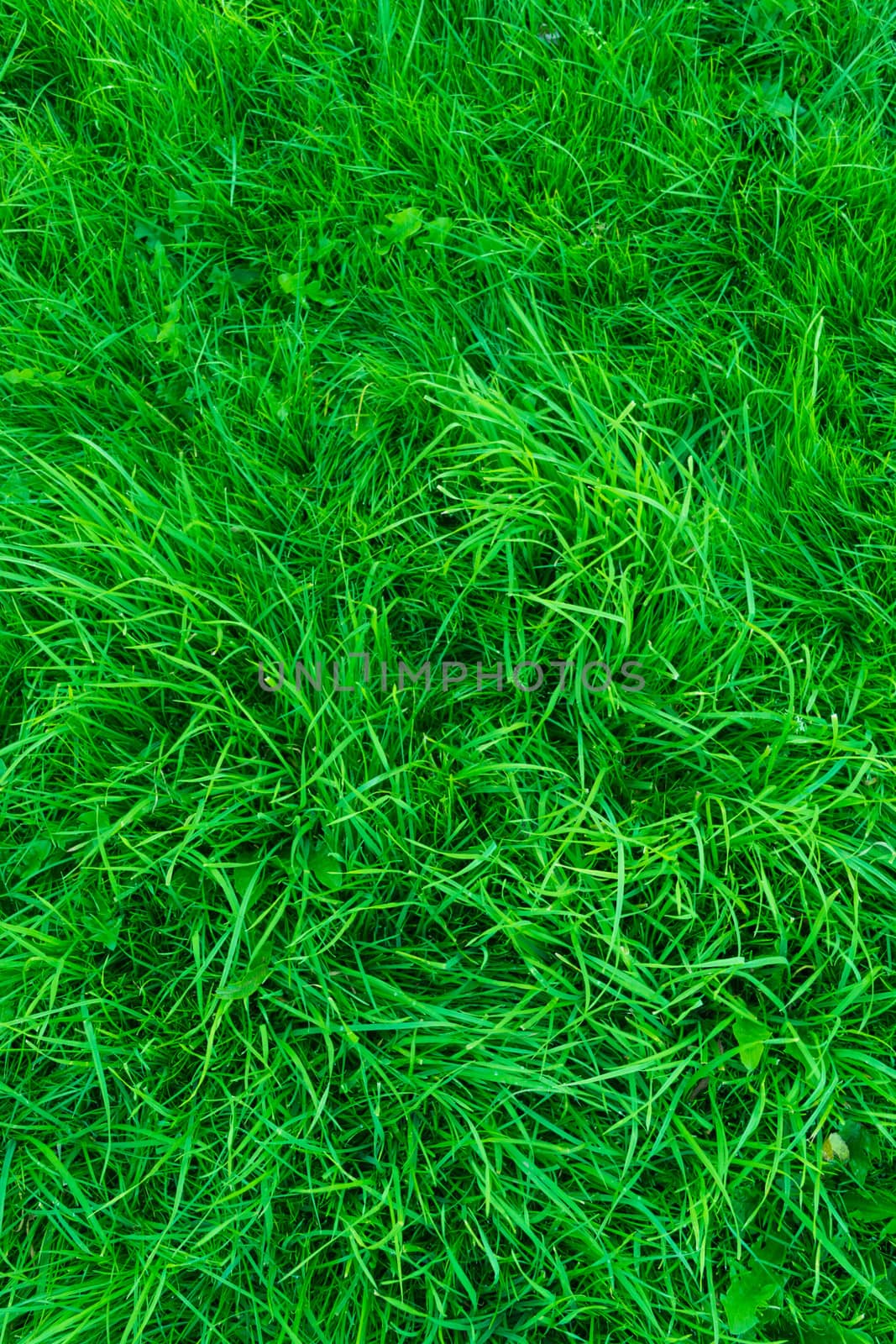 Vertical orientated grass land as a wallpaper
