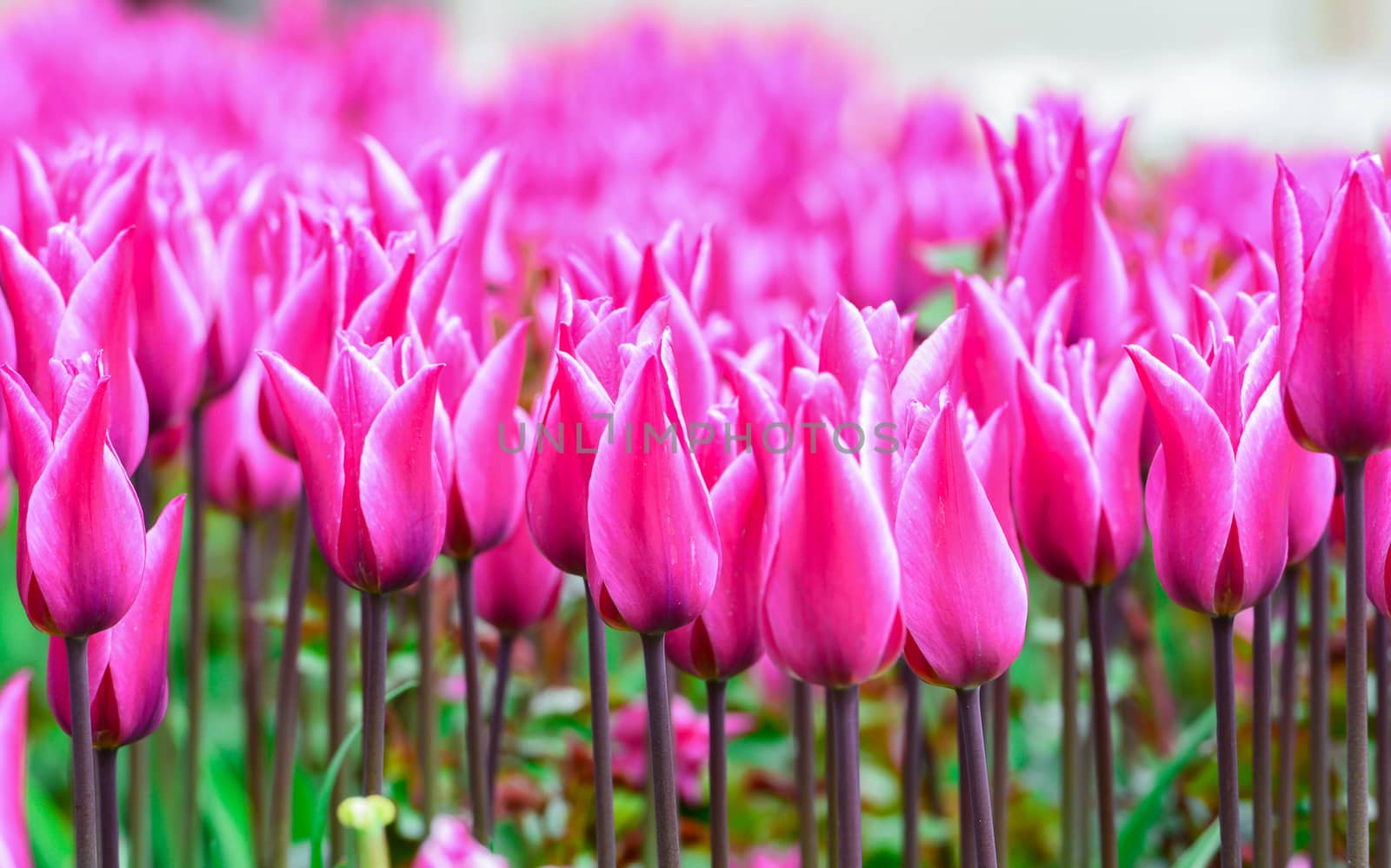 abundant purple Tulip flowers