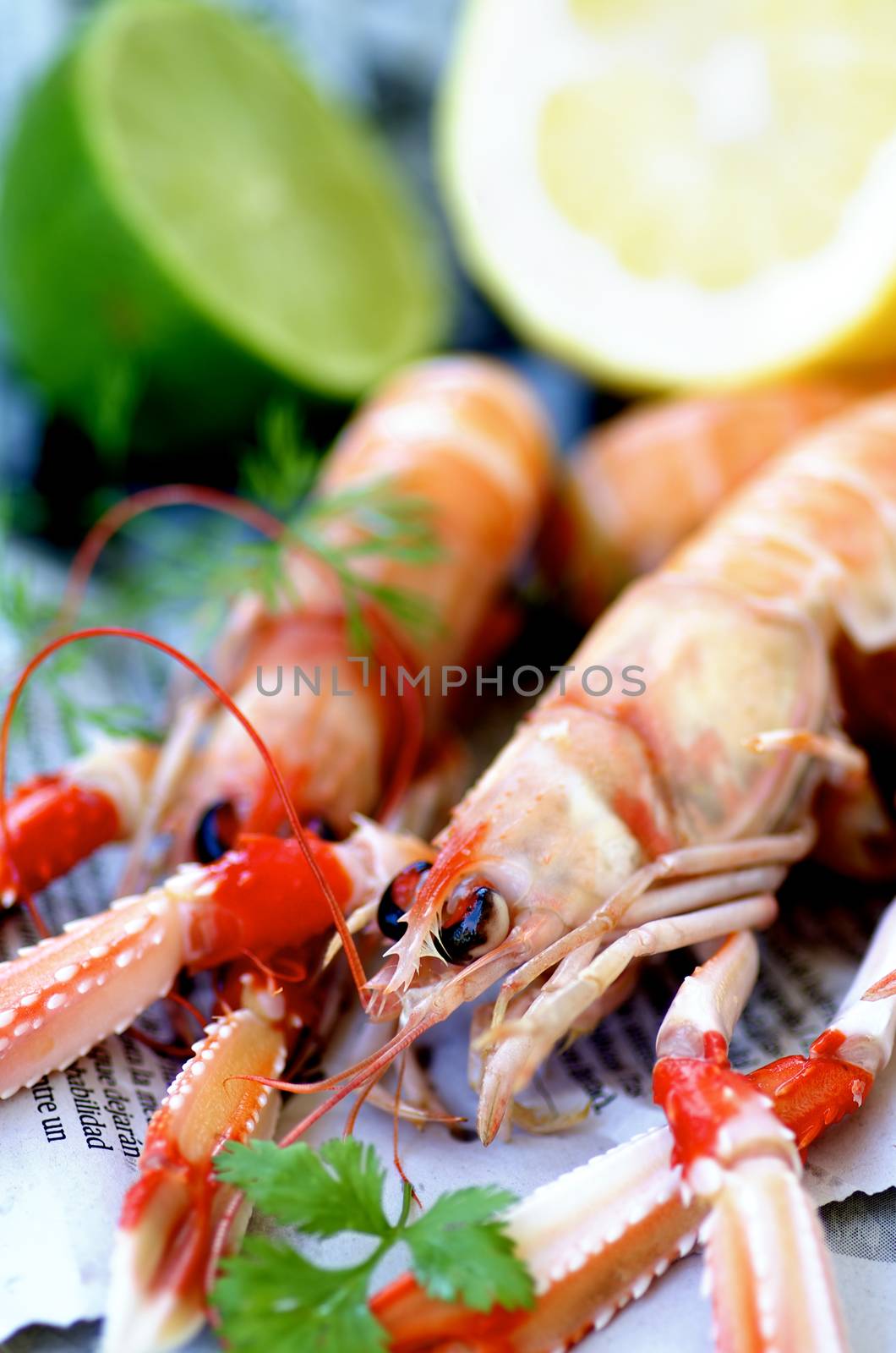 Two Delicious Raw Langoustines with Parsley and Dill closeup on Newspaper. Focus on Animal Eye