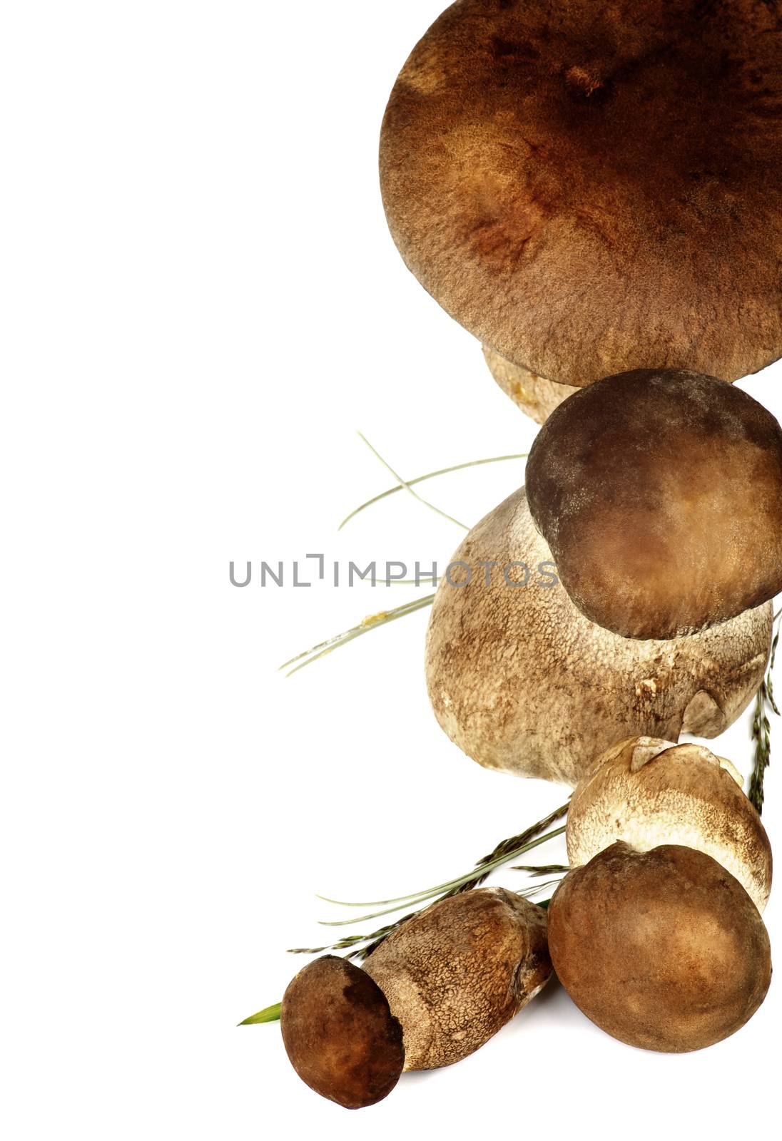 Frame of Raw Boletus Mushrooms with Grass and Stems isolated on White background