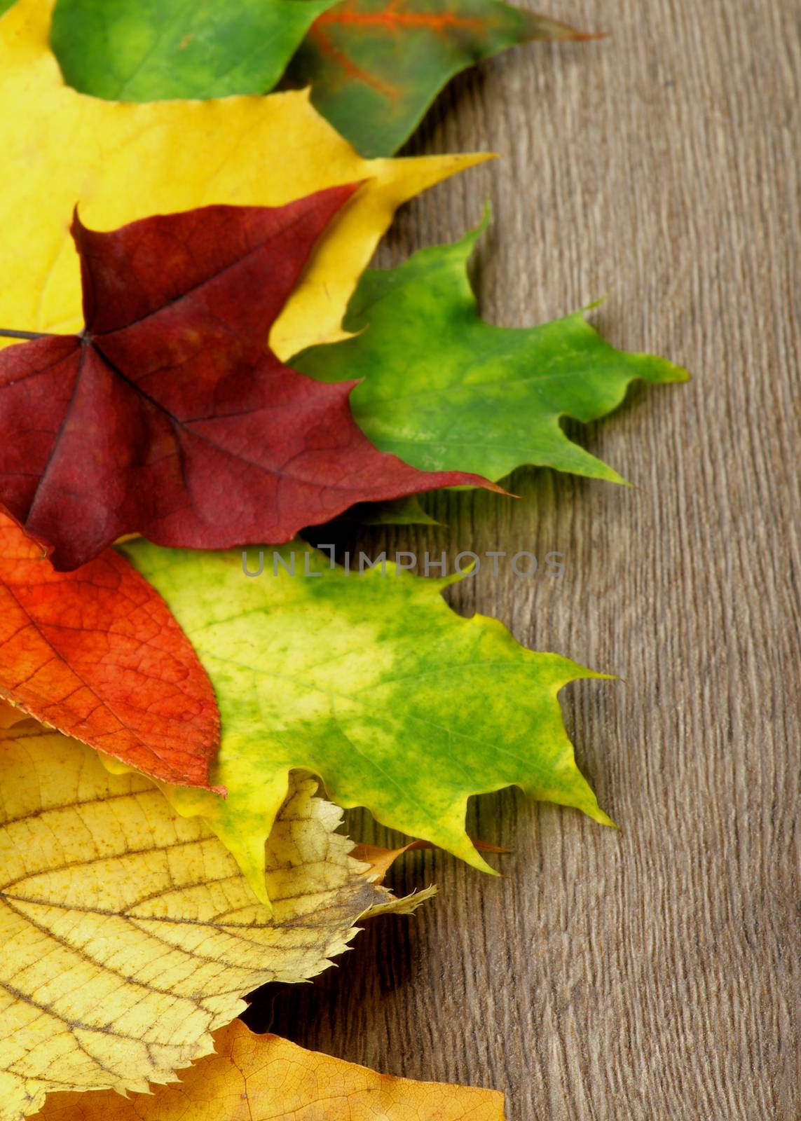 Border of Various Colorful Autumn Birch, Maple, Aspen and Alder Leafs closeup on Wooden background. Focus on Foreground
