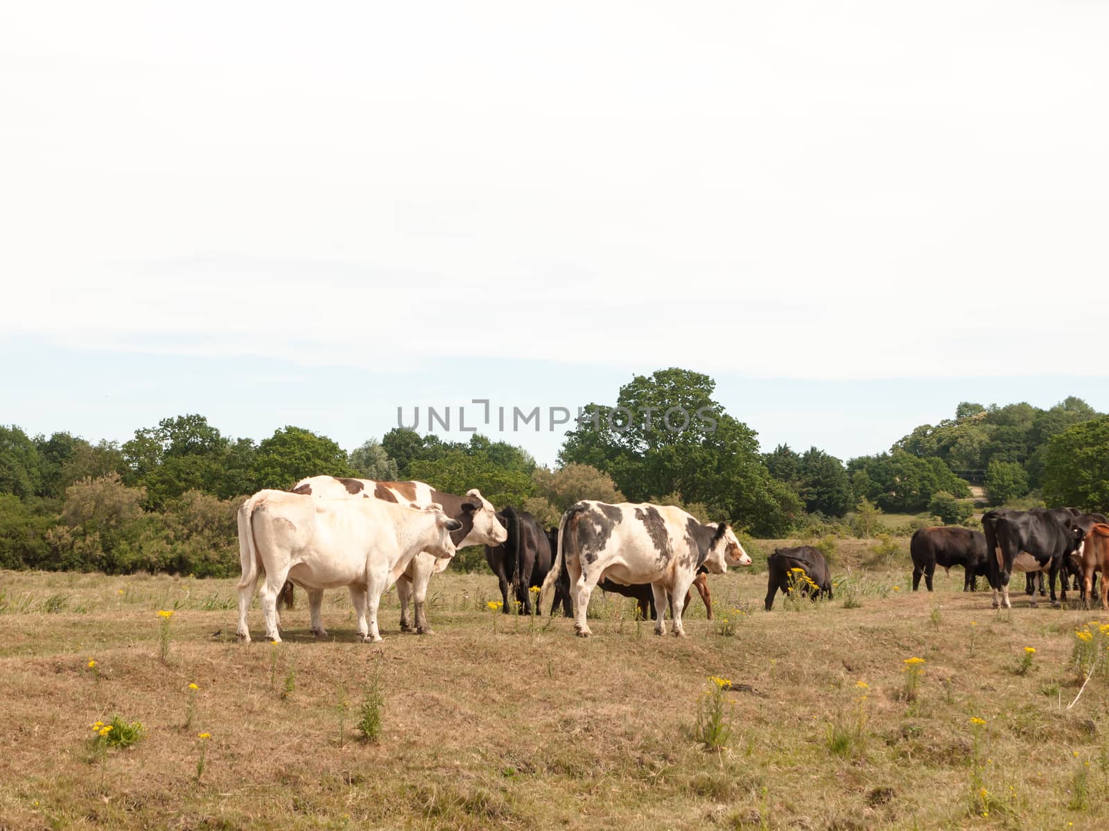 dairy meat farm cows outside grazing on grass in country; England; UK