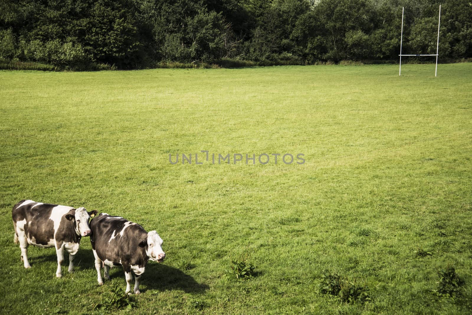 Cows on a green field and blue sky in south of England