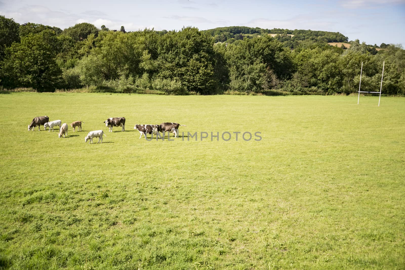 Cows on a green field and blue sky in south of England