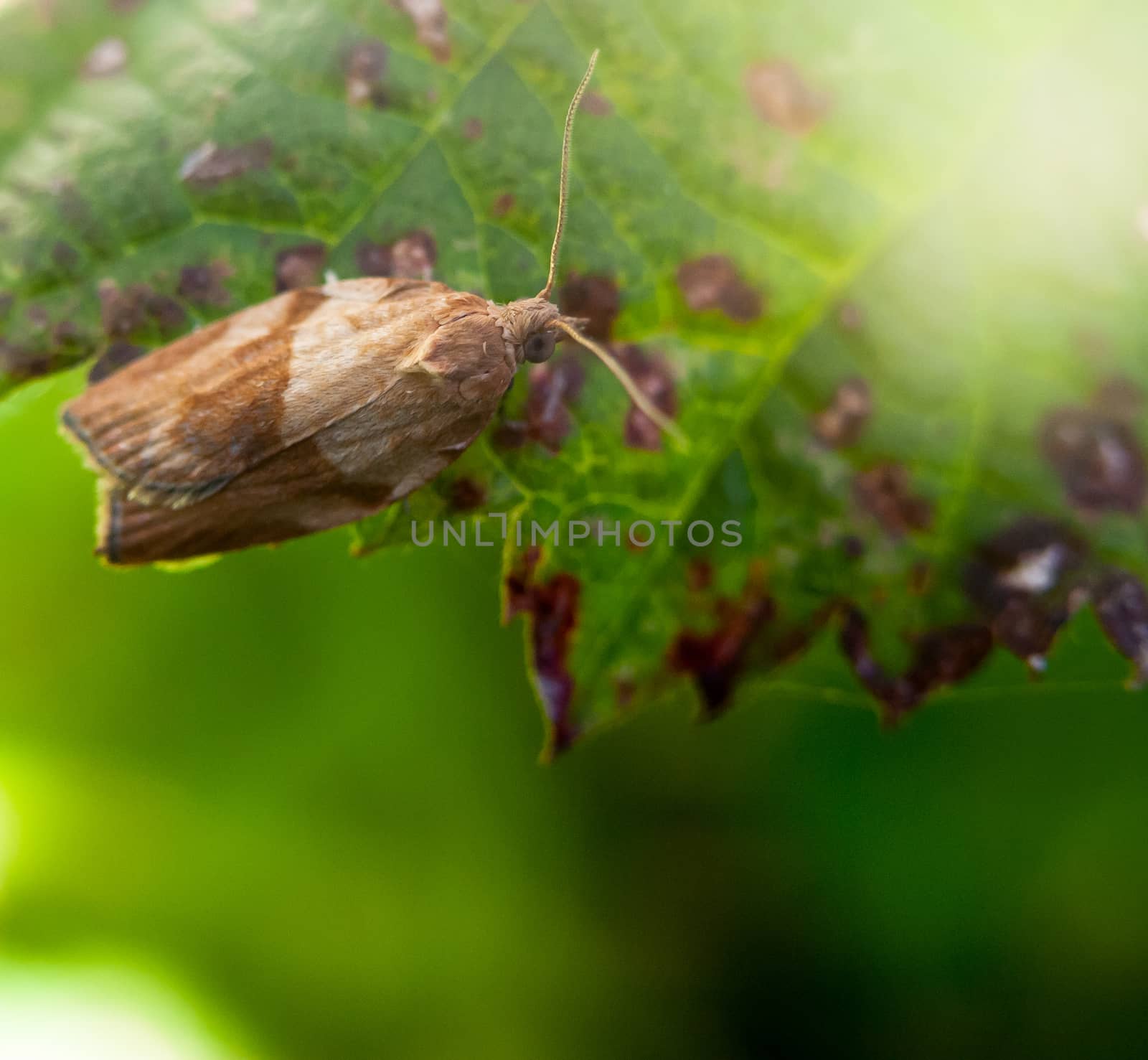 awesome small moth very close up resting on leaf; England; UK