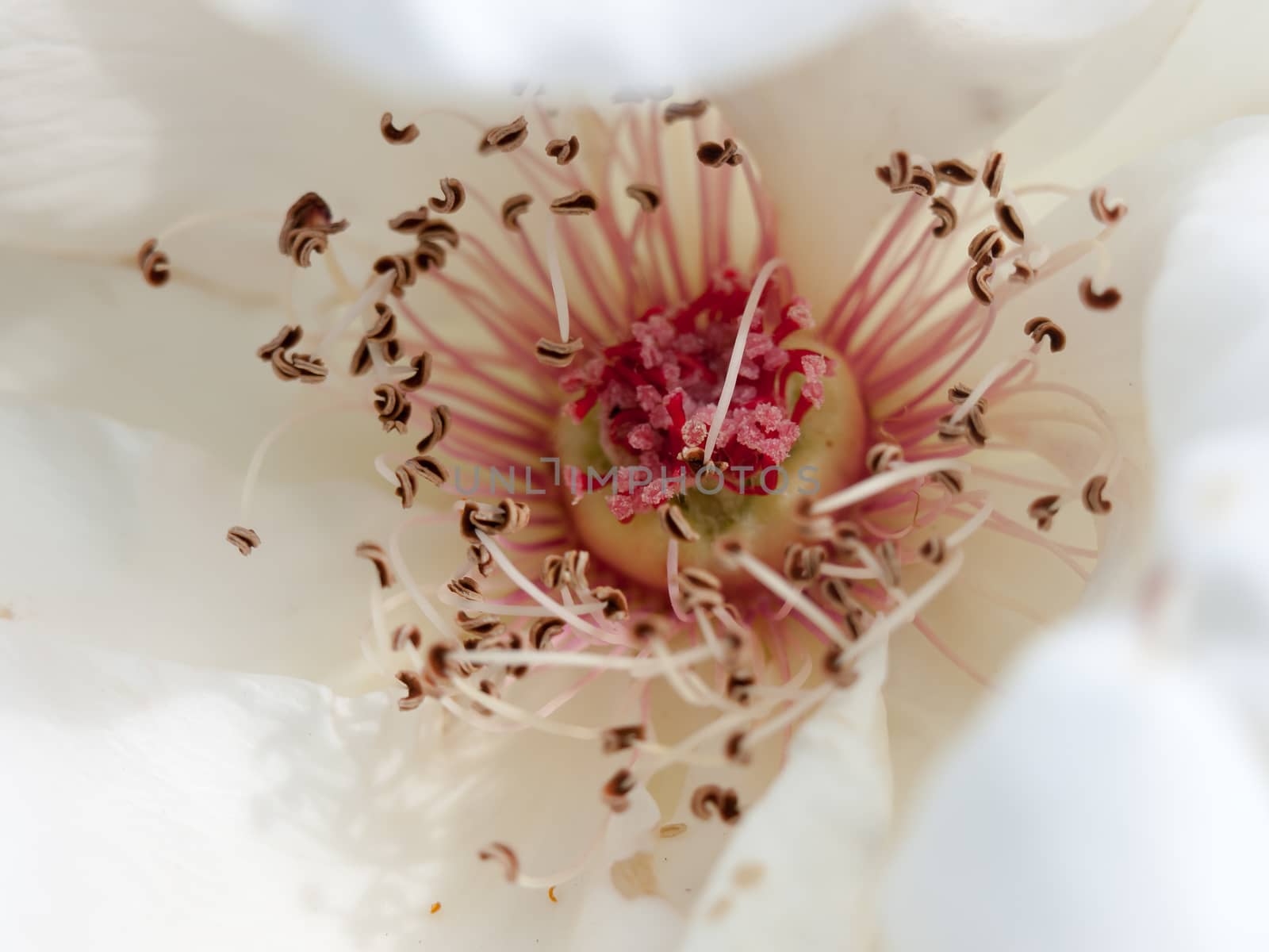 beautiful pink and white rose stamen macro texture close up; England; UK