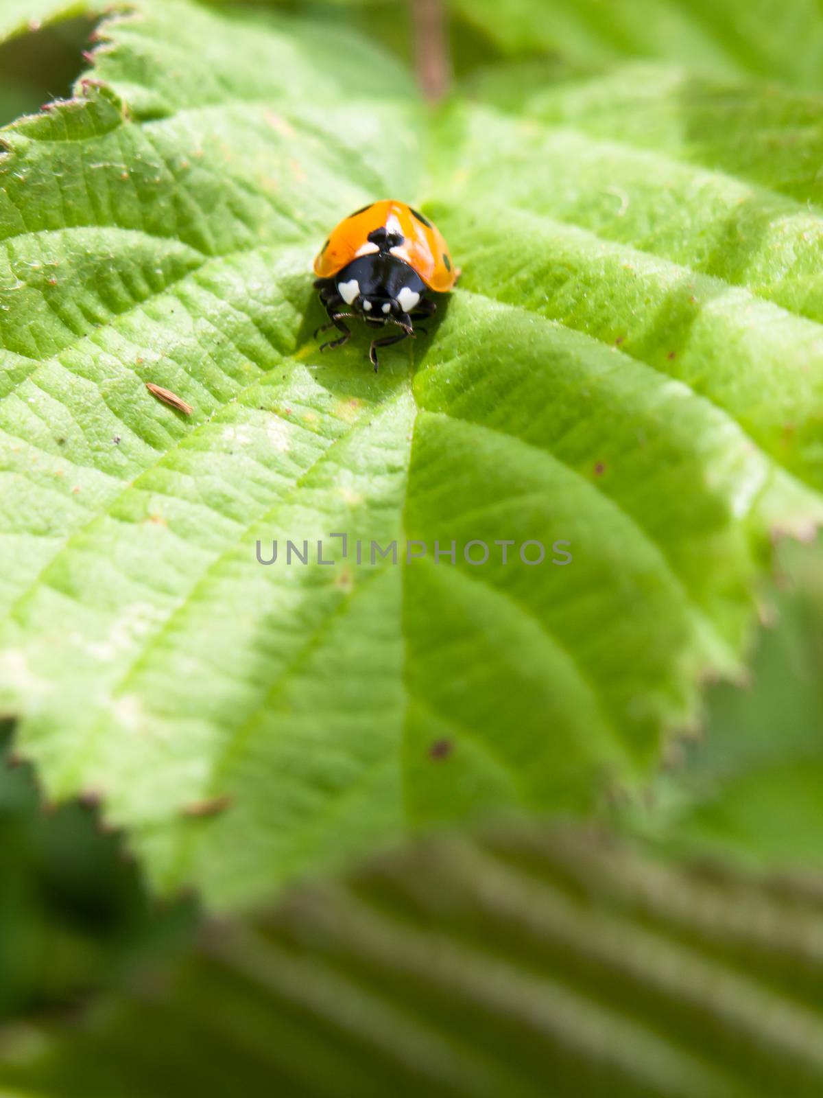 single 7 dot ladybird on leaf coming towards camera green; England; UK