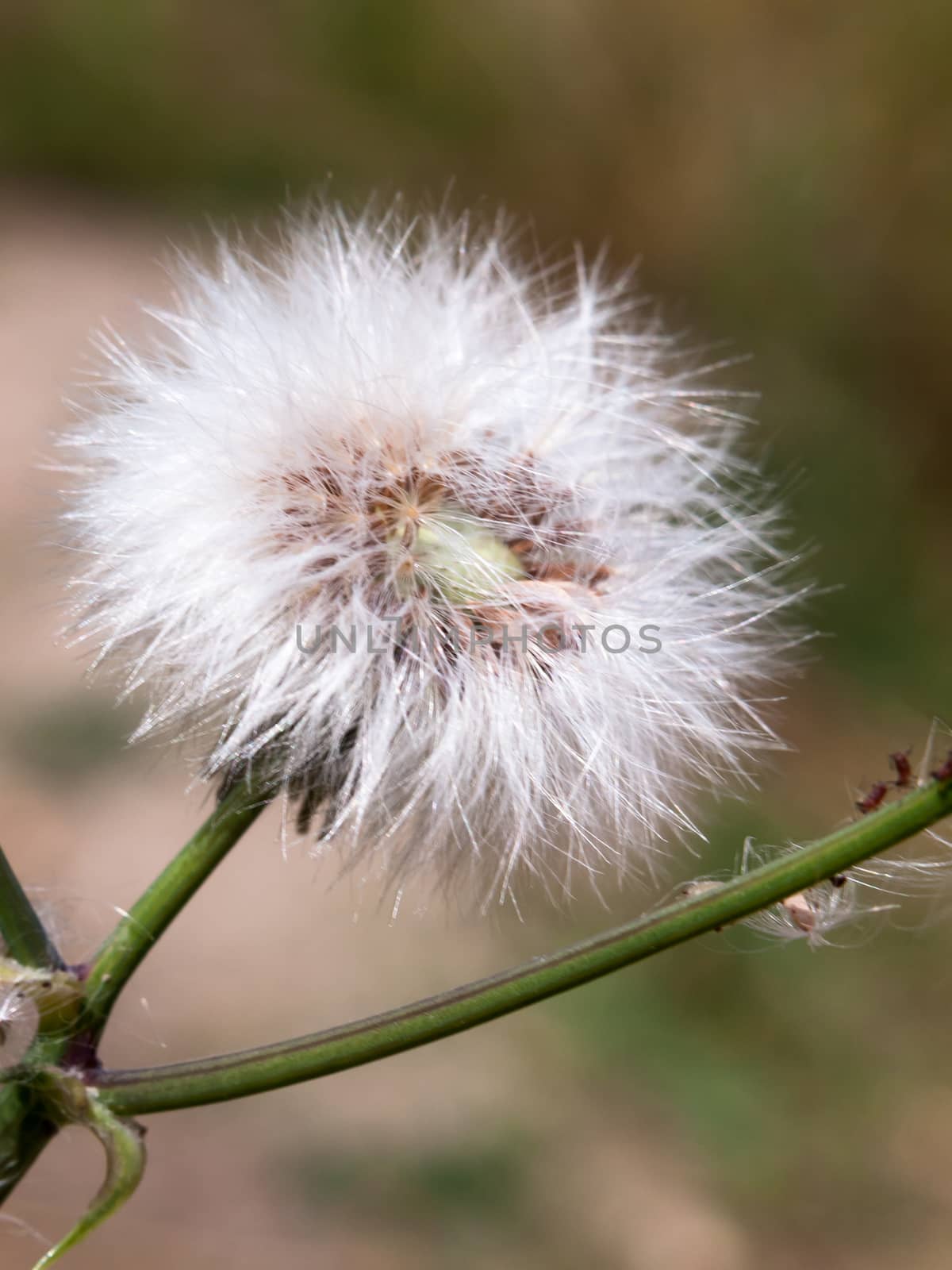single white dandelion fluff flower head intact whole; England; UK