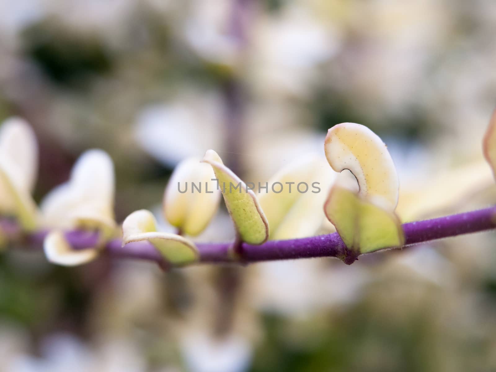 very close up of small leafs on tree branch summer; England; UK