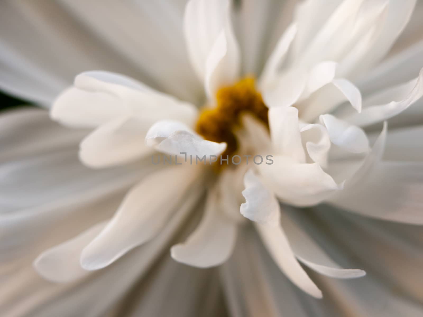 white petals close up detail macro studio shot yellow center; England; UK