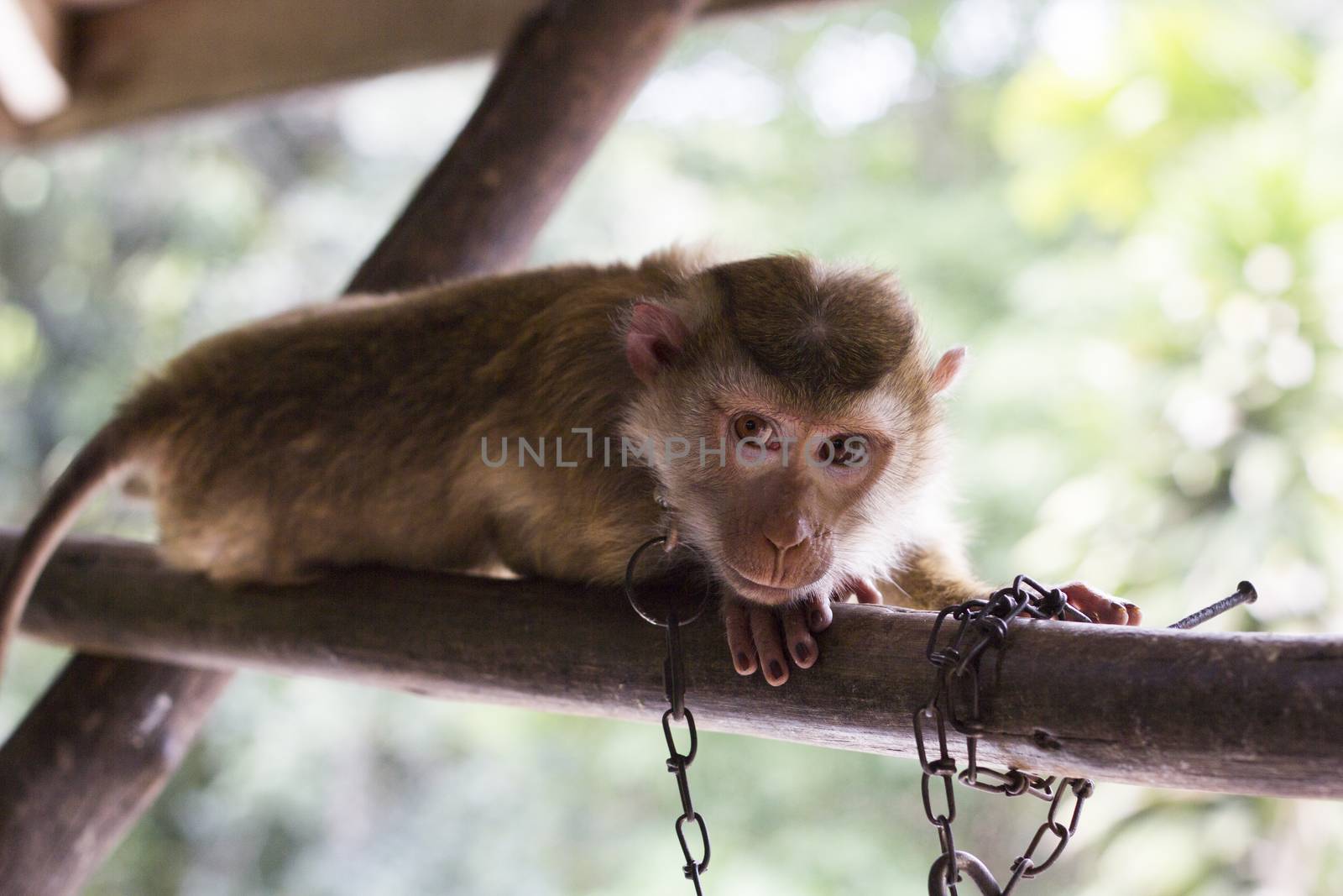 Monkey in Chain looking at the camera