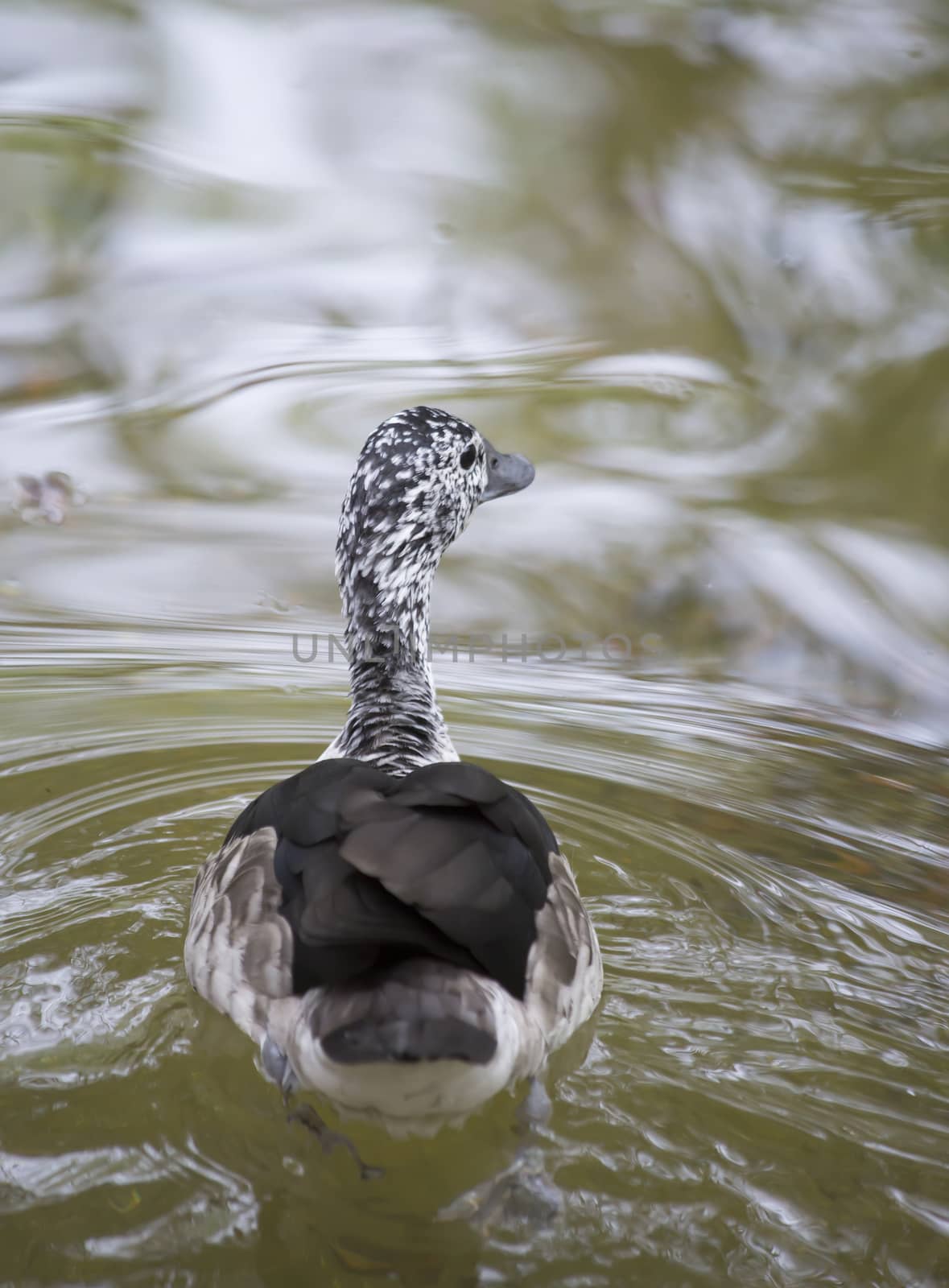 Female comb duck (Sarkidiornis melanotos) swimming in murky water
